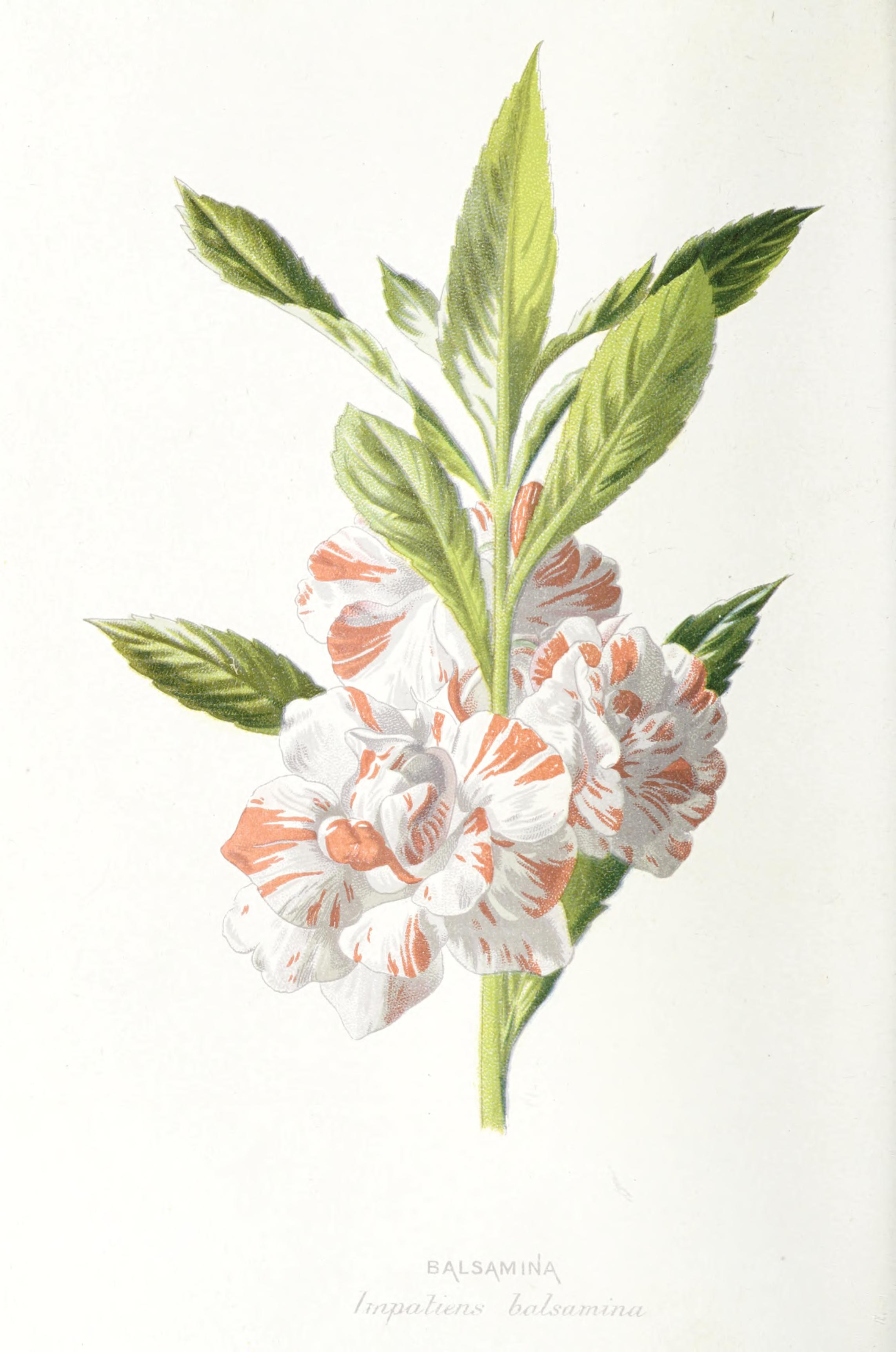 no full size  illustration available (3a)