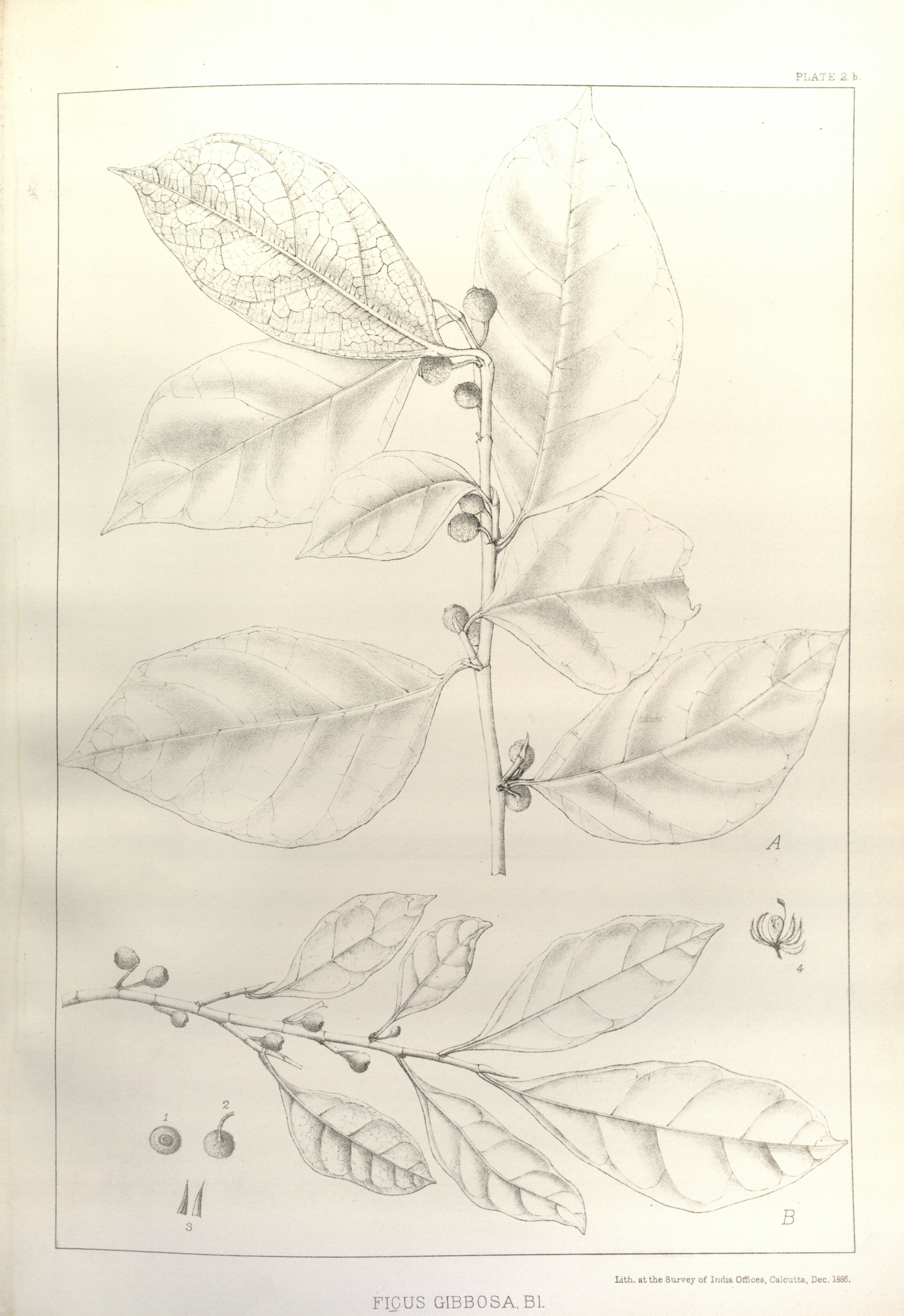 no full size  illustration available (3a)