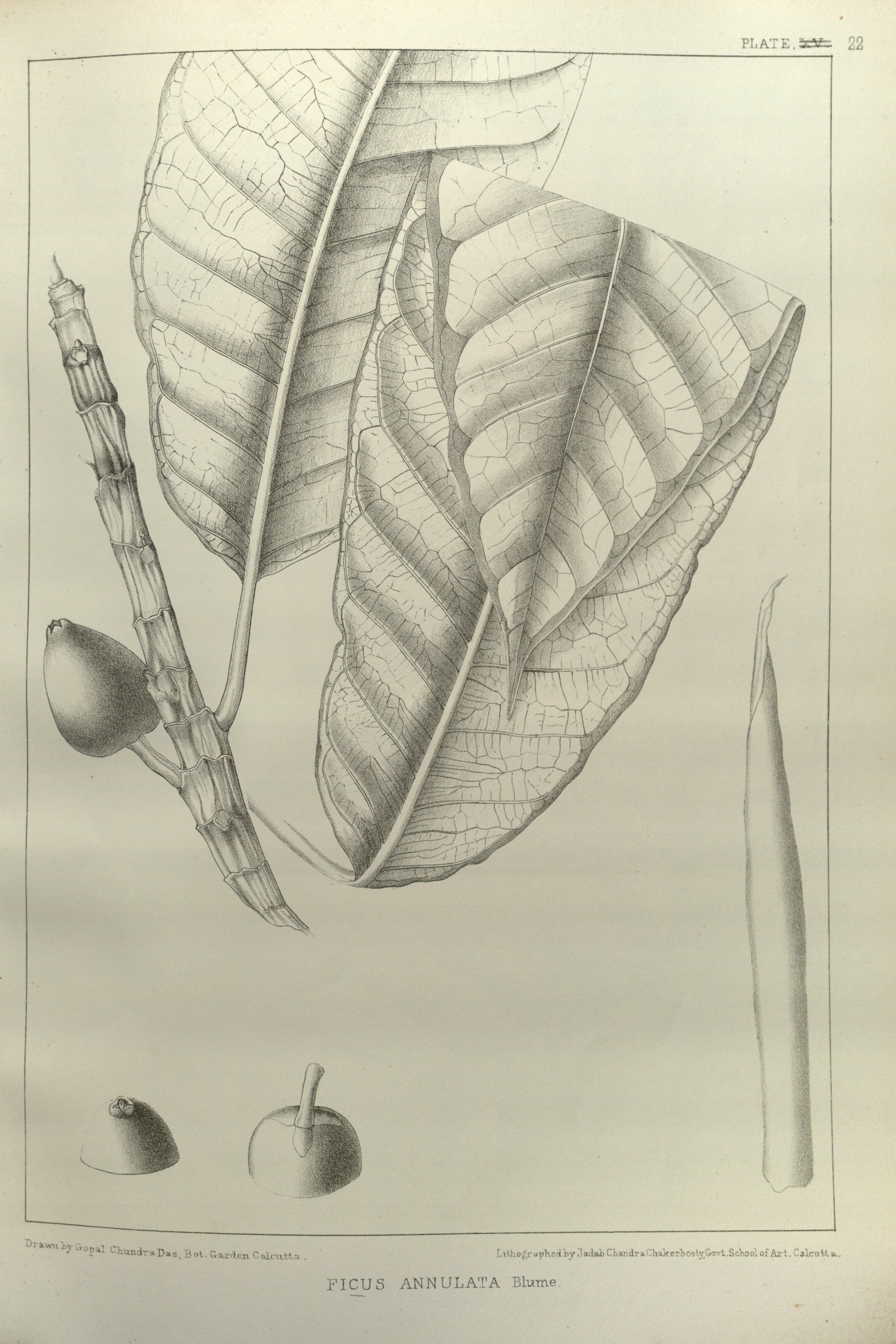 no full size  illustration available (3a)