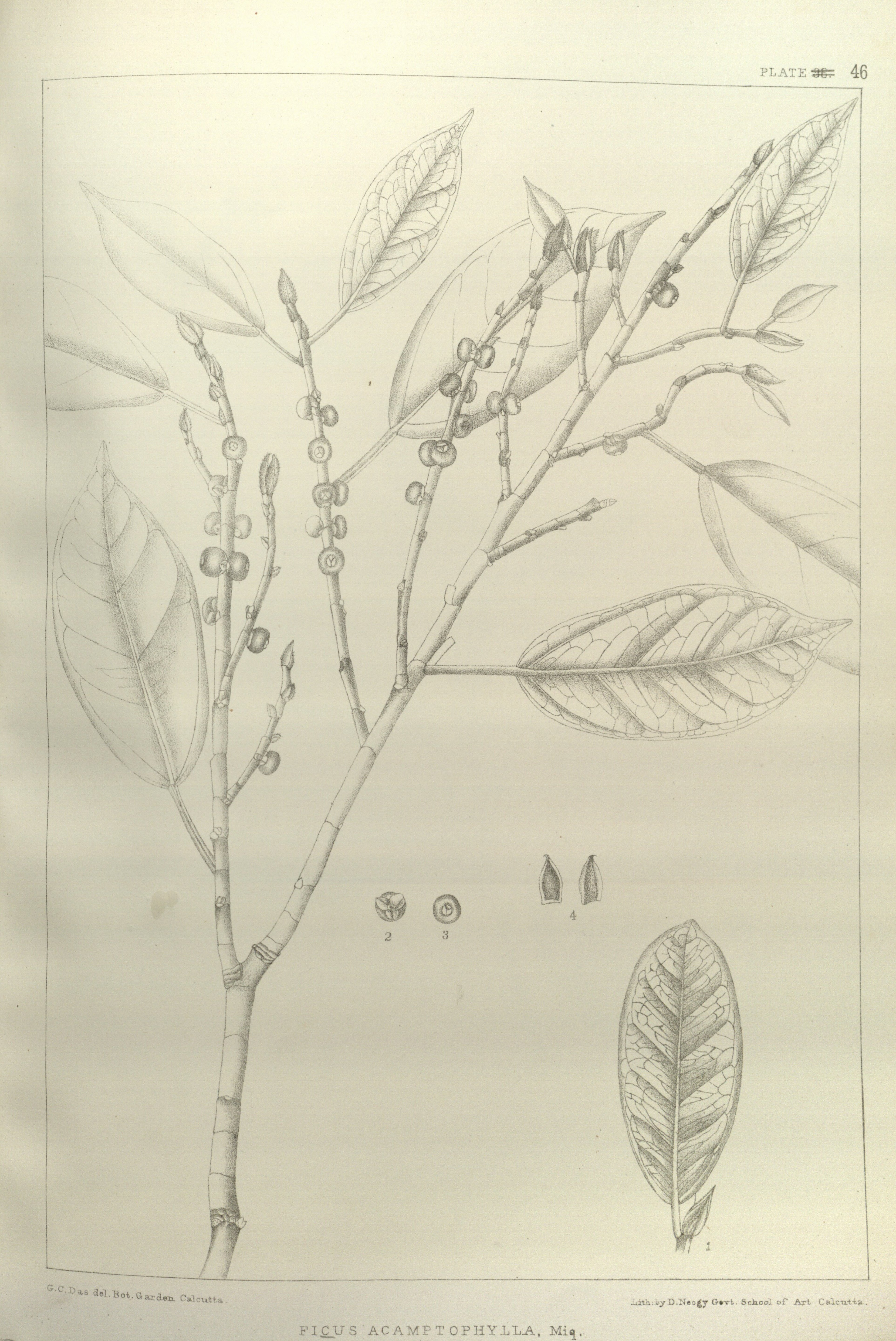 no full size  illustration available (3a)