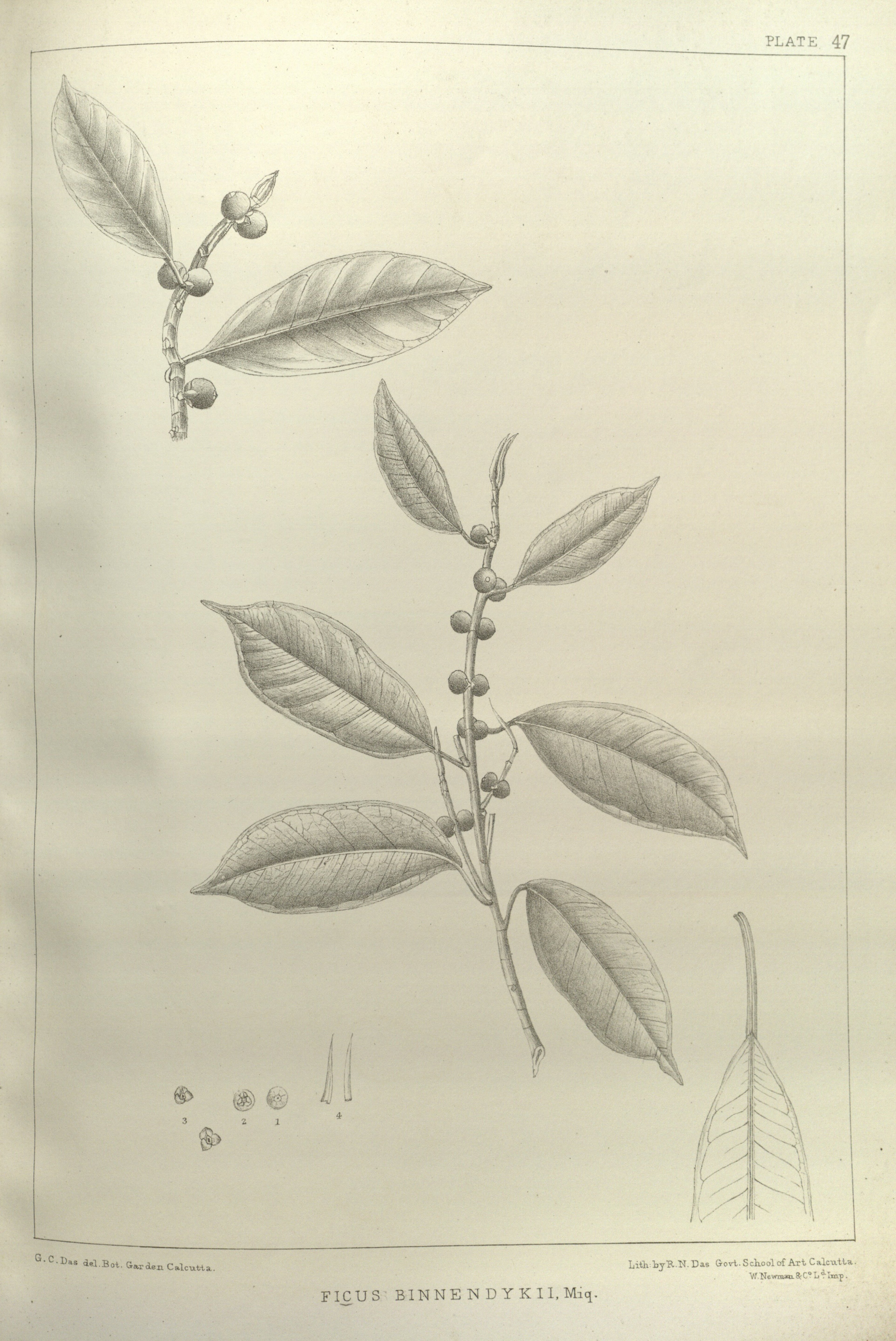 no full size  illustration available (3a)