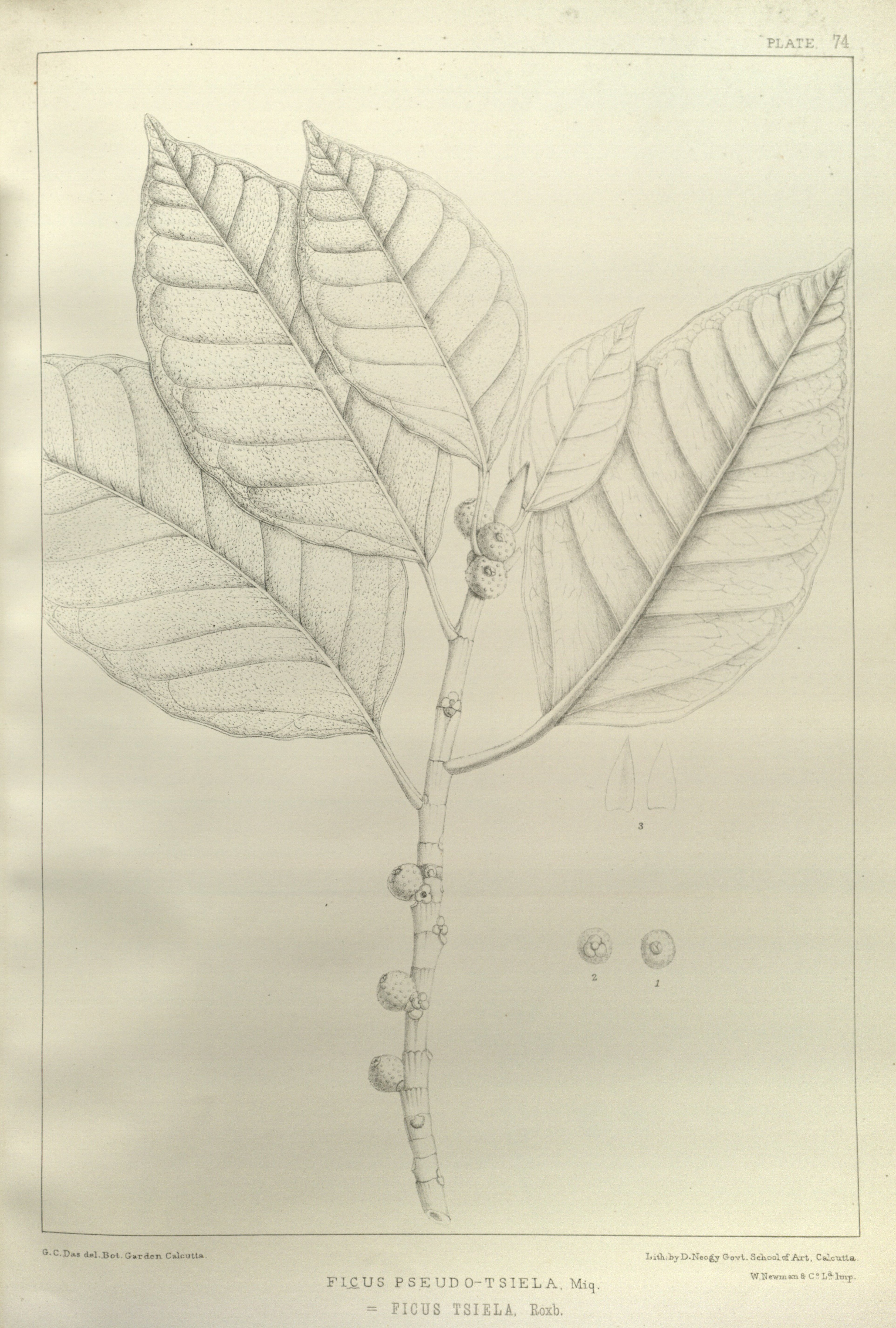 no full size  illustration available (3a)