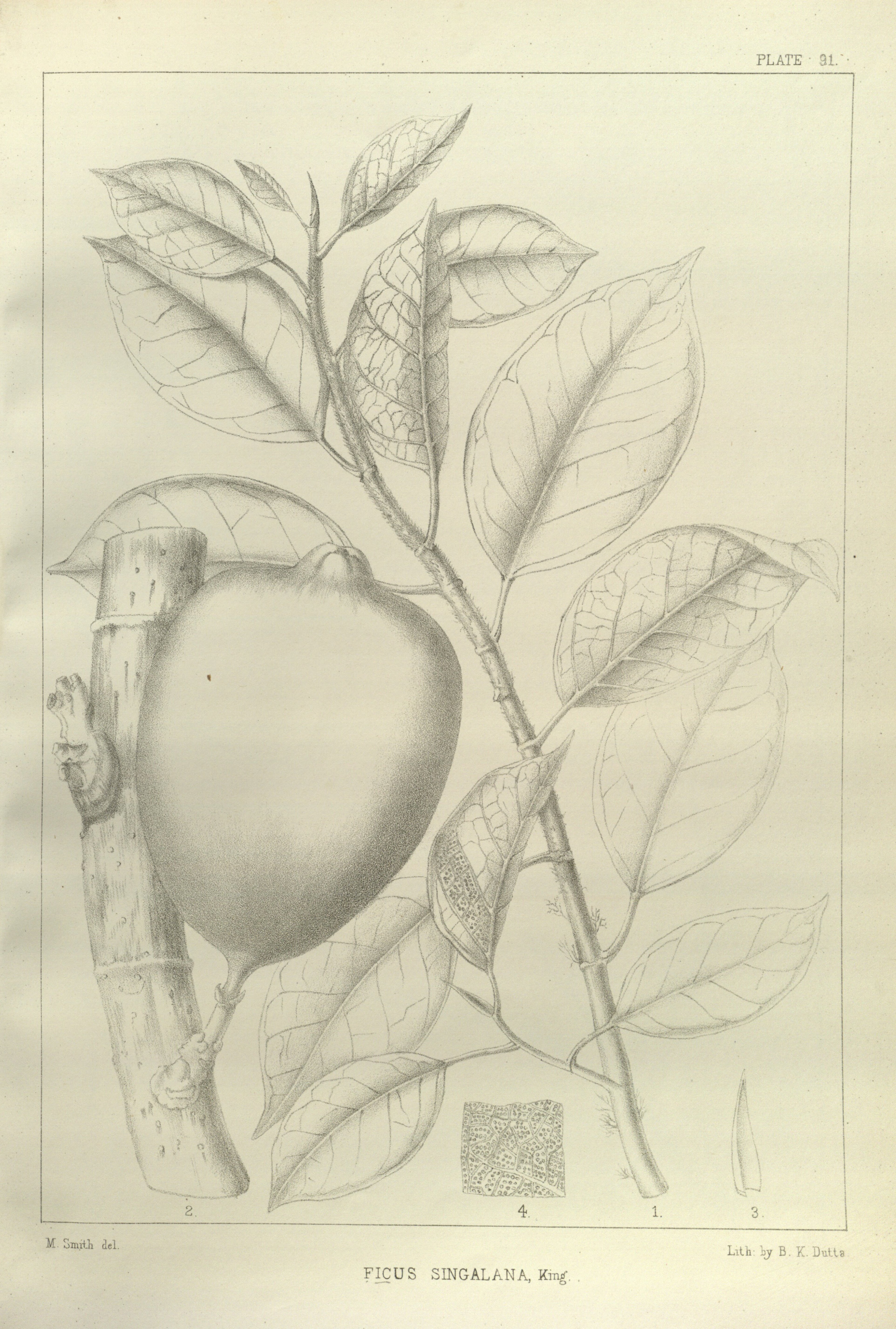 no full size  illustration available (3a)