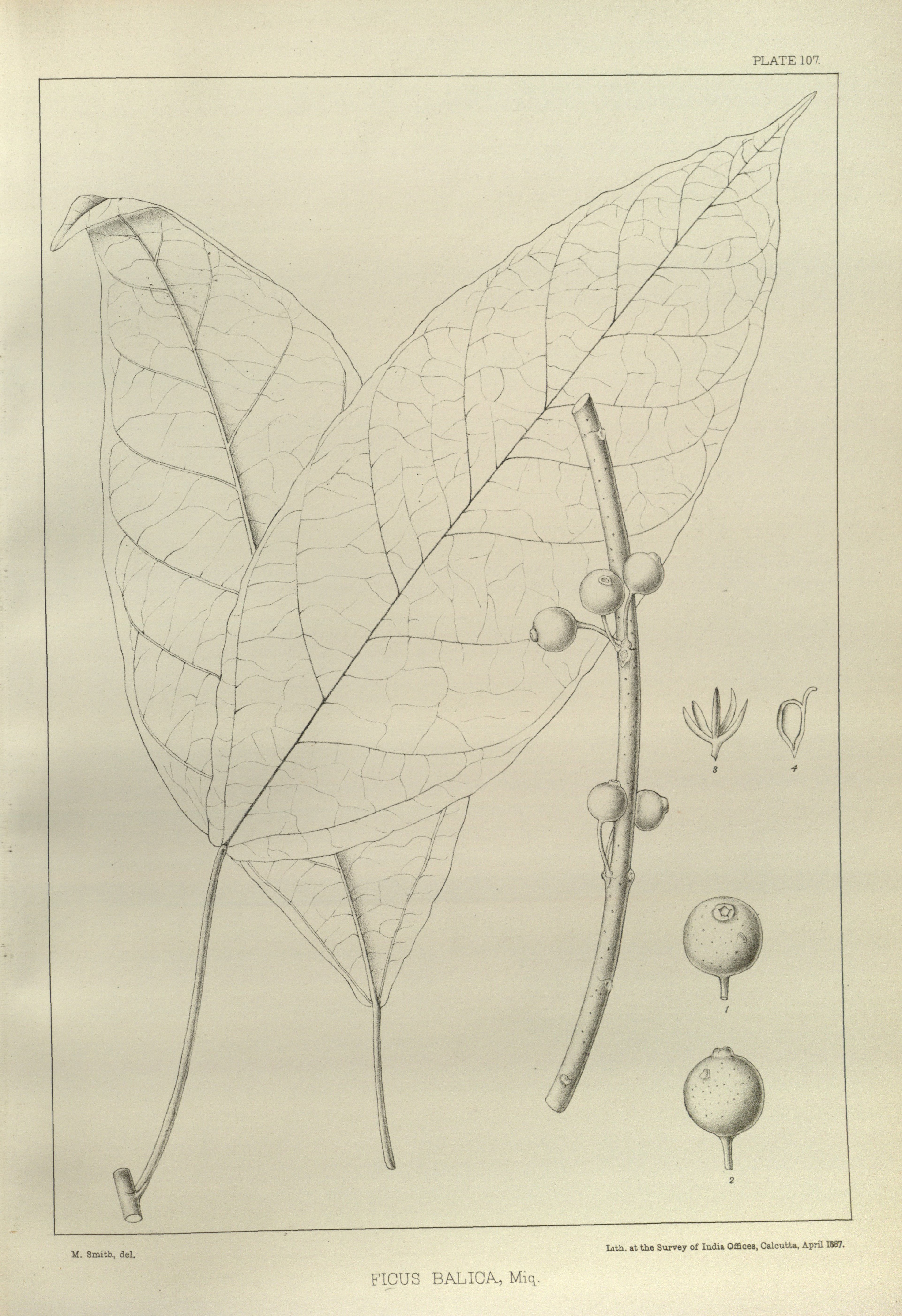 no full size  illustration available (3a)