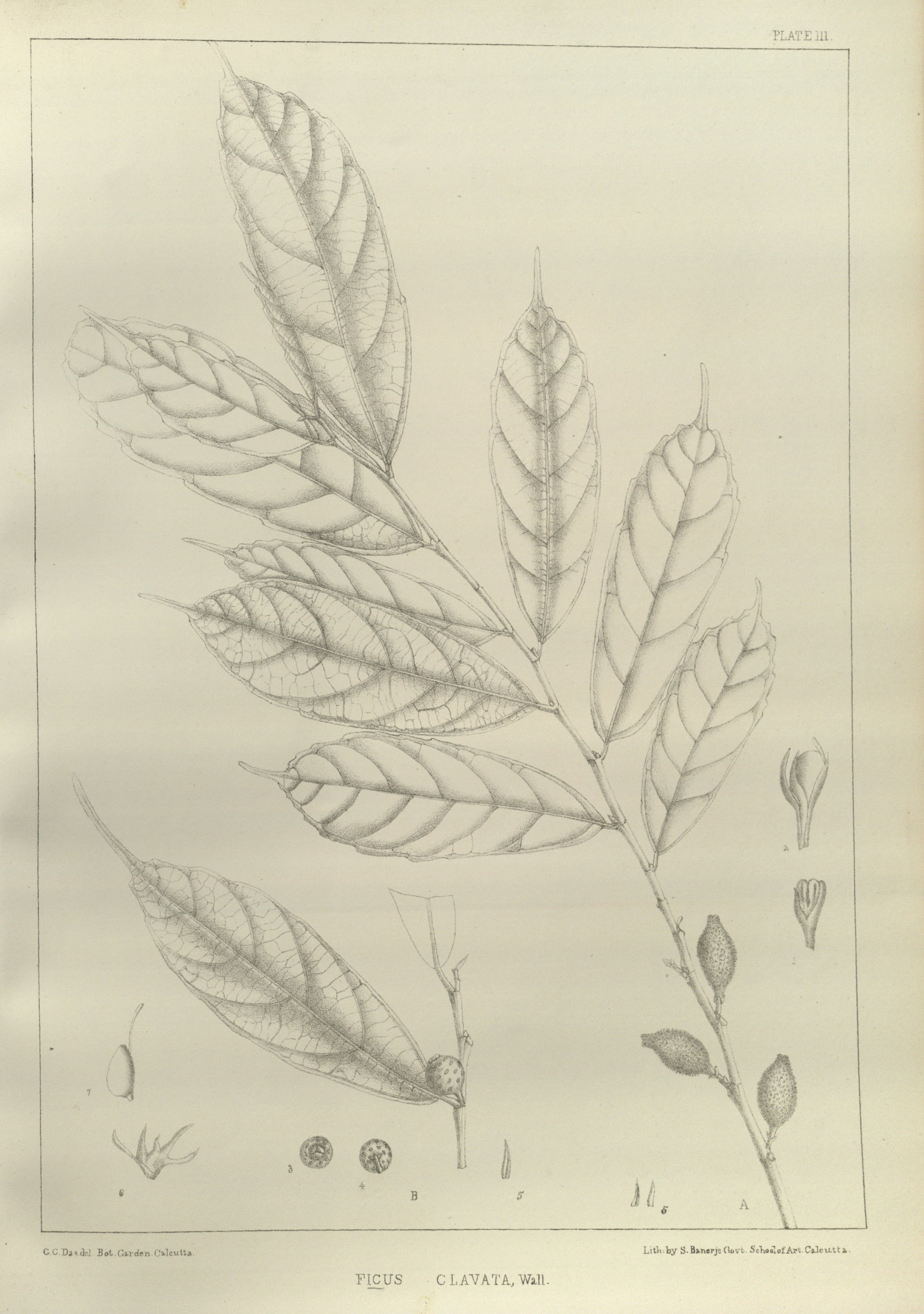 no full size  illustration available (3a)