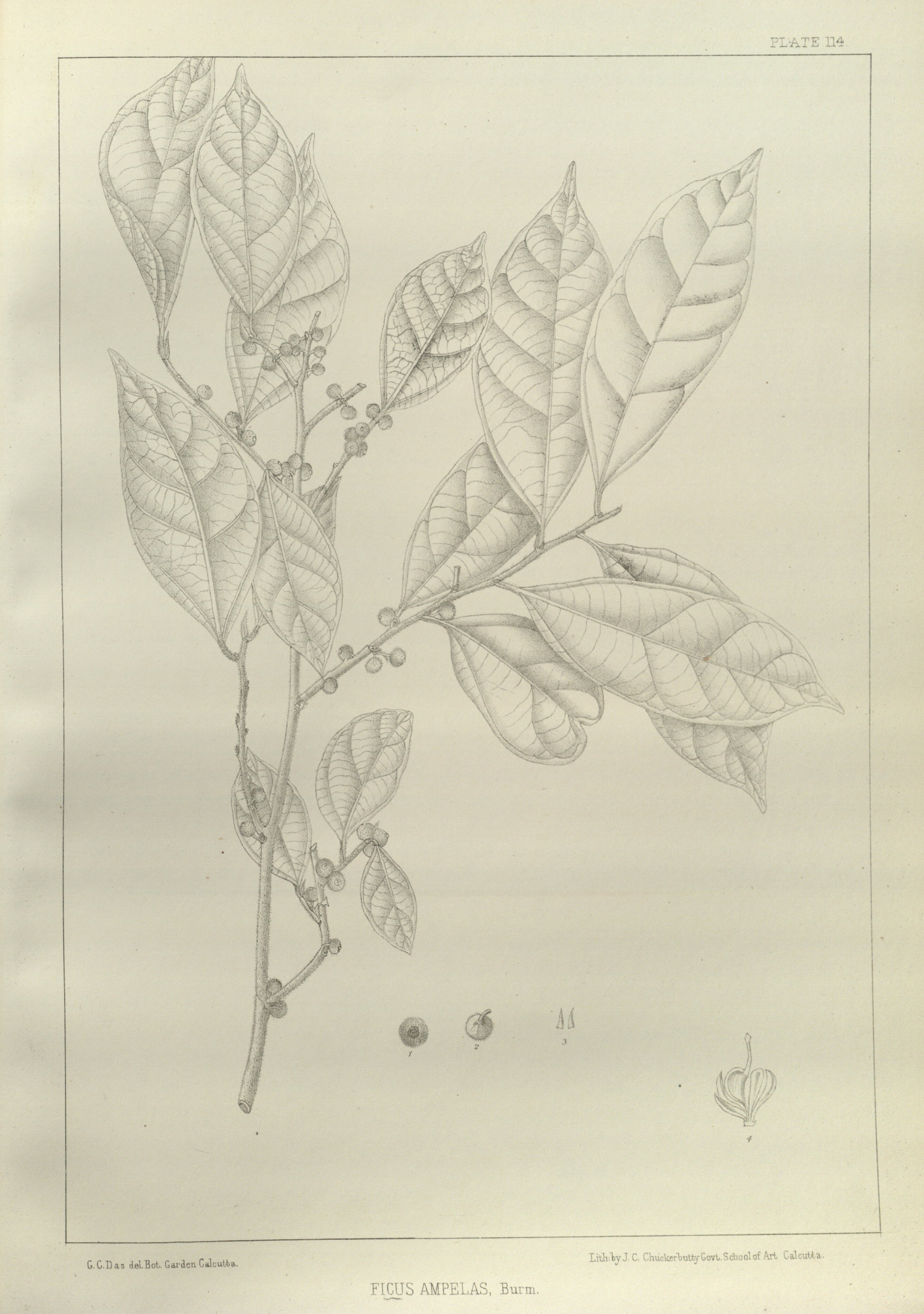 no full size  illustration available (3a)