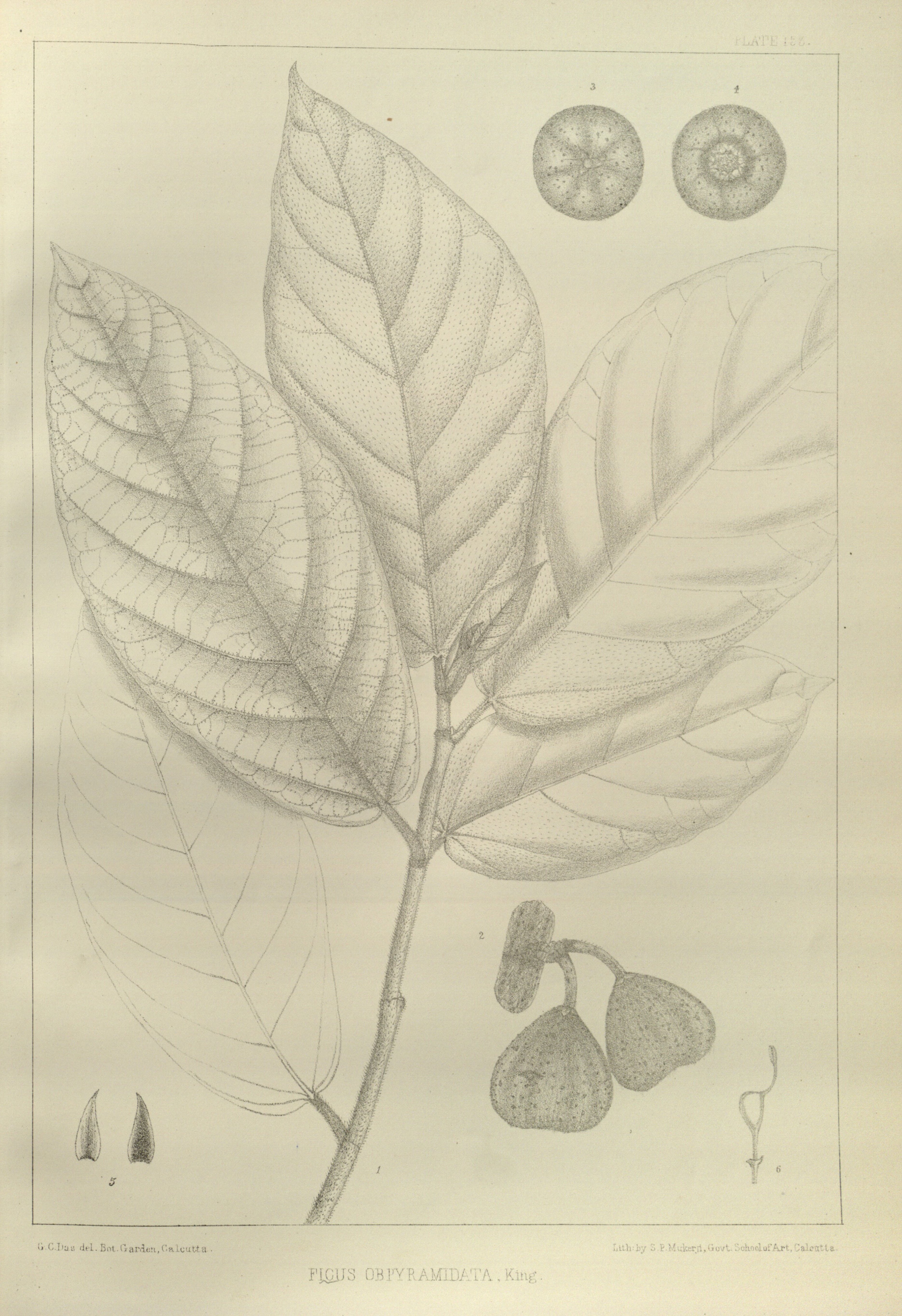 no full size  illustration available (3a)