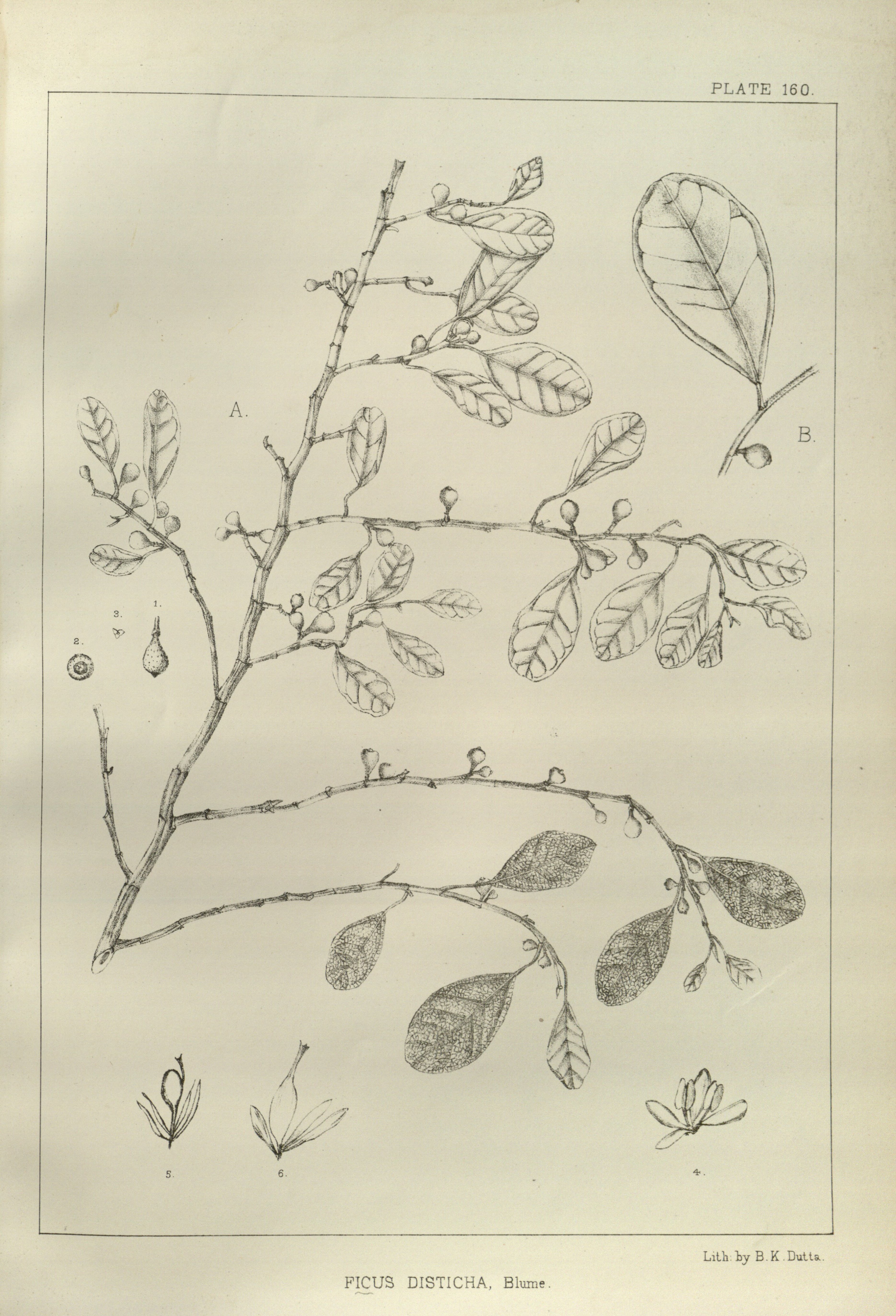 no full size  illustration available (3a)