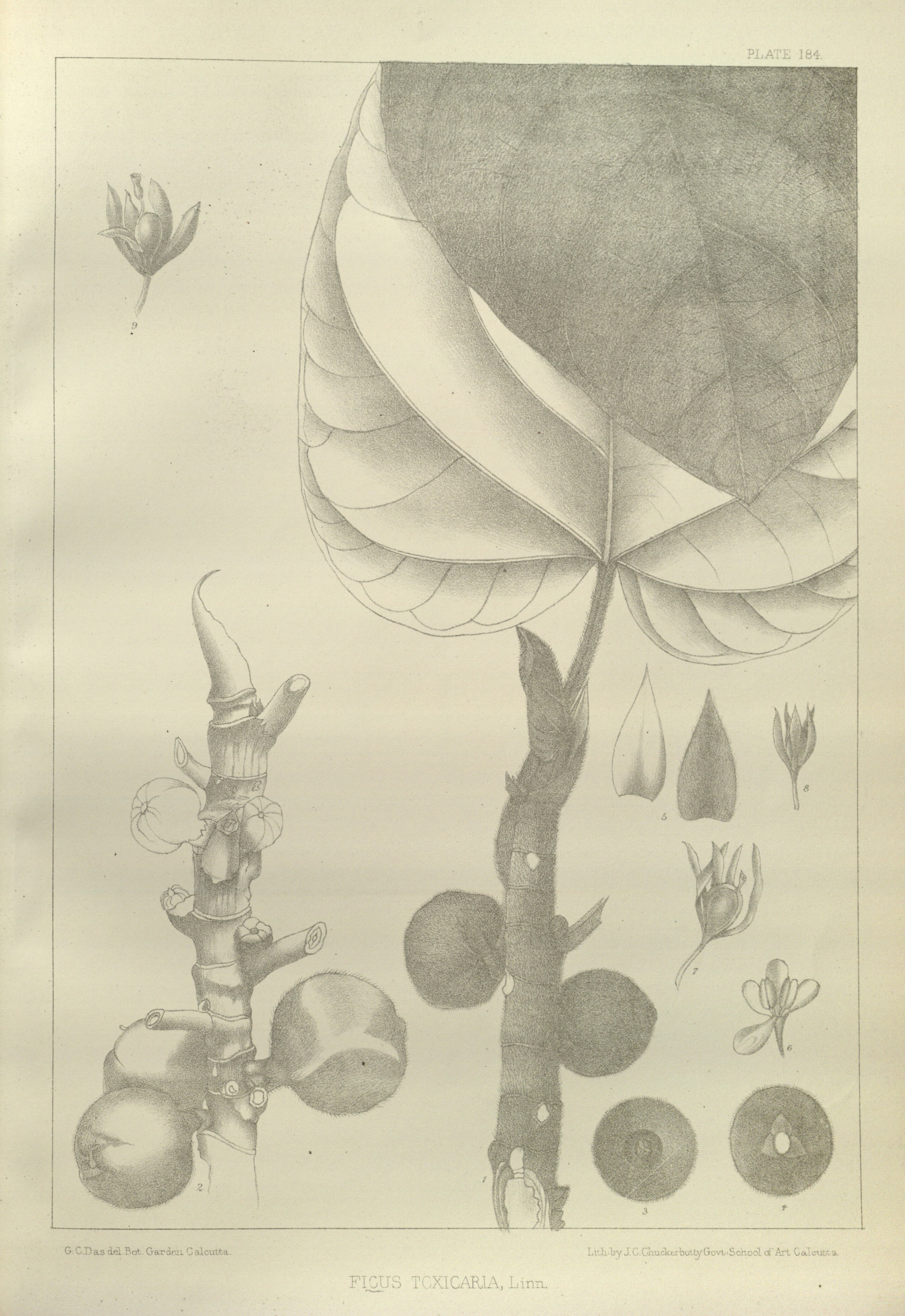 no full size  illustration available (3a)