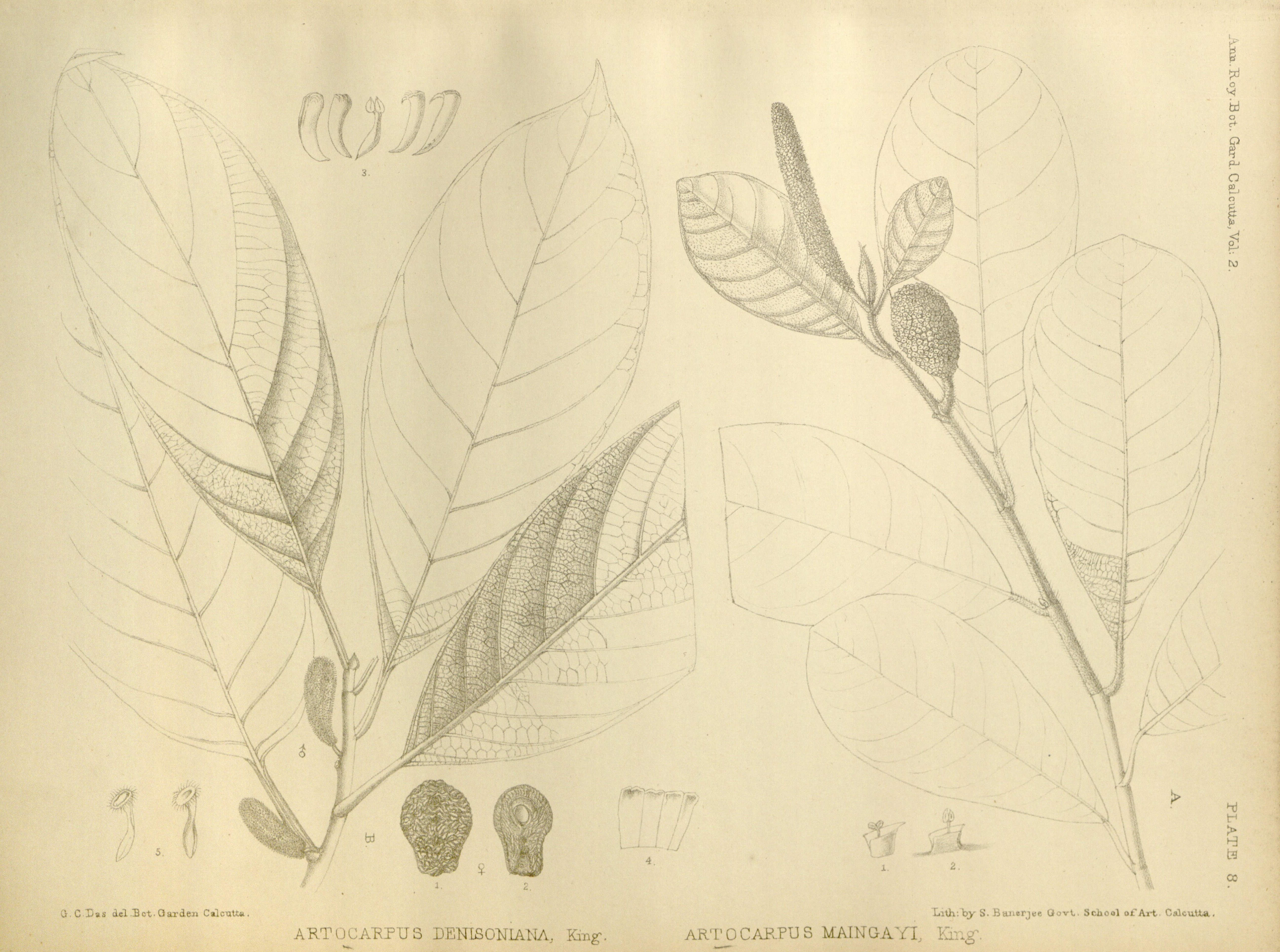 no full size  illustration available (3a)