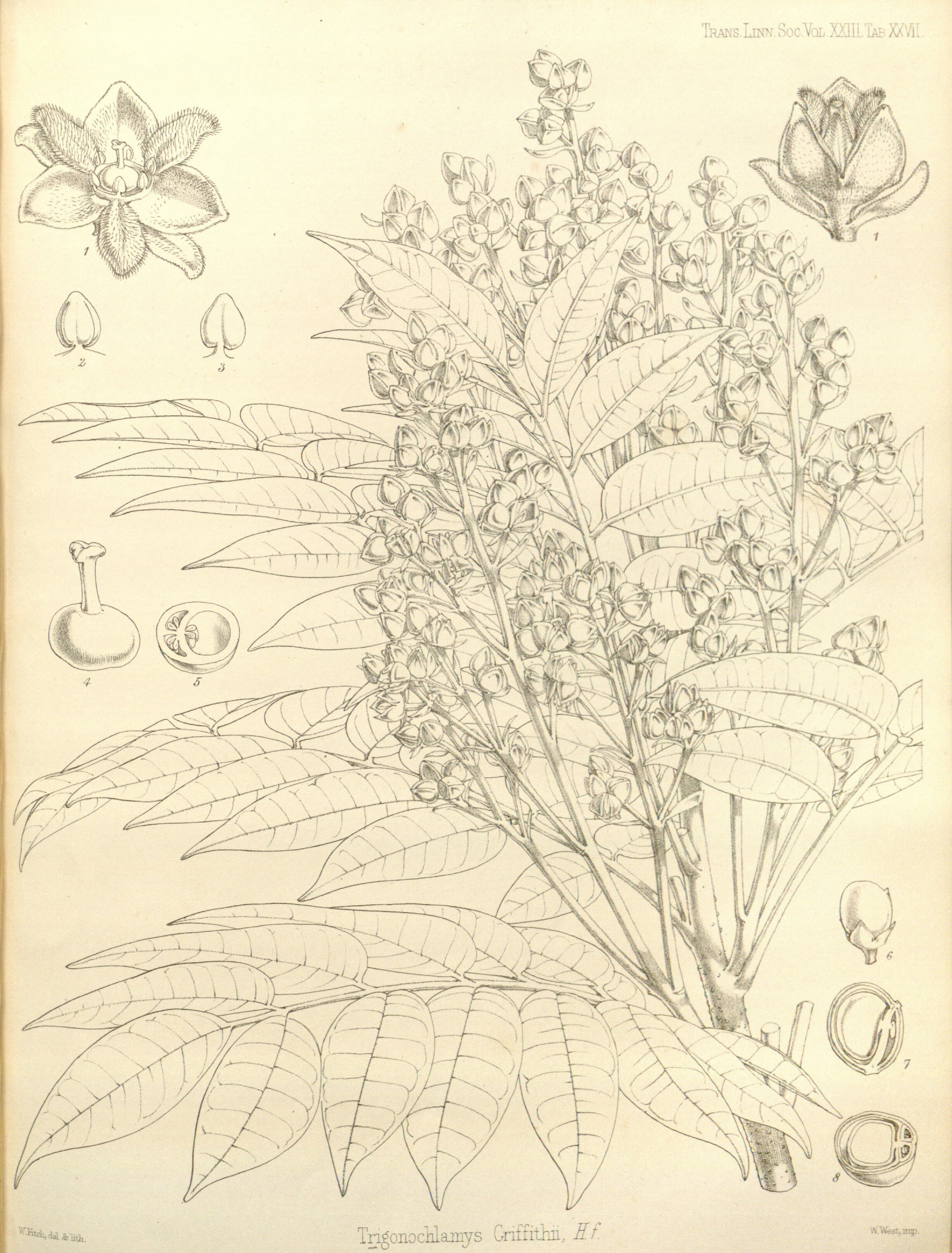 no full size  illustration available (3a)