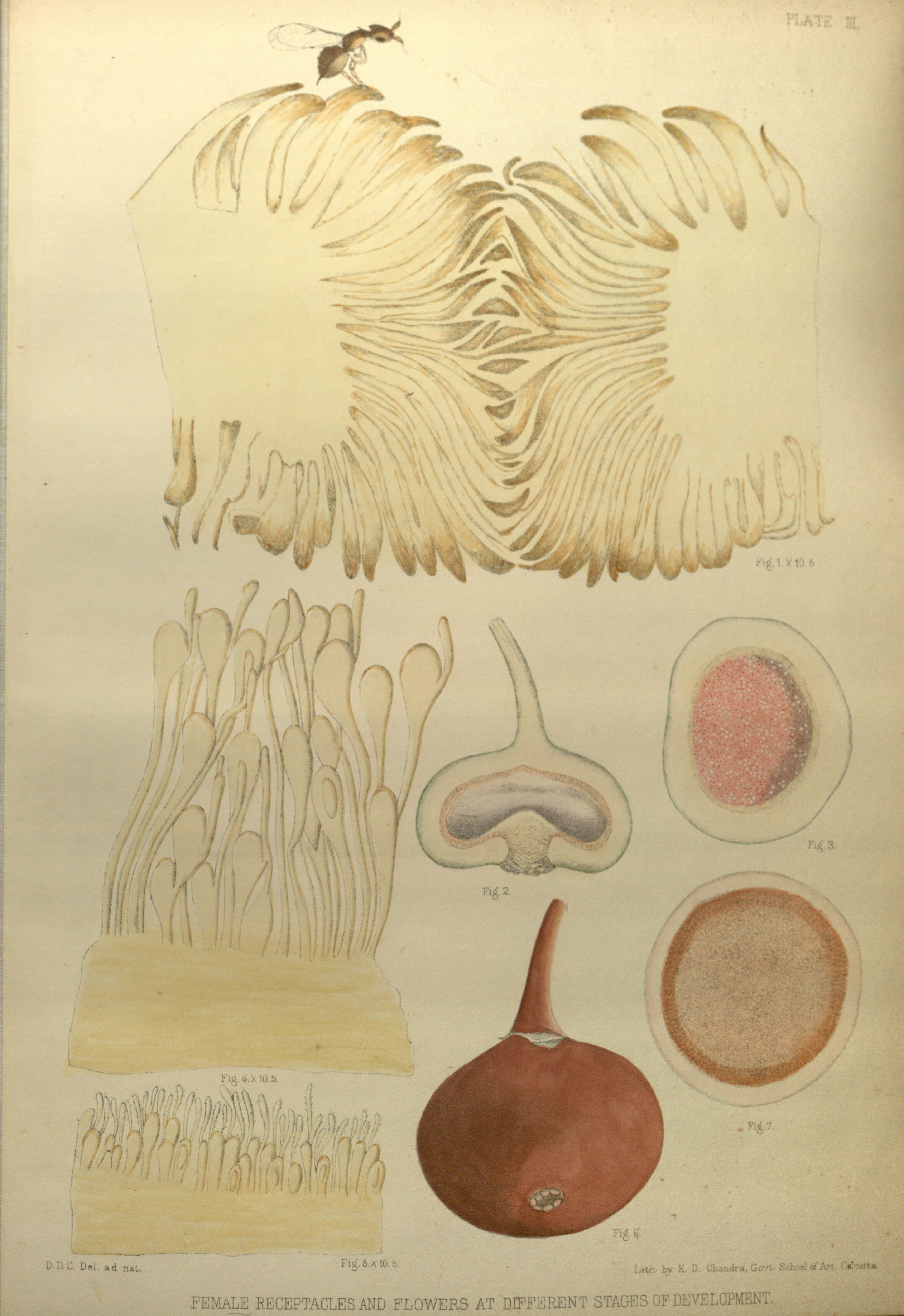 no full size  illustration available (3a)