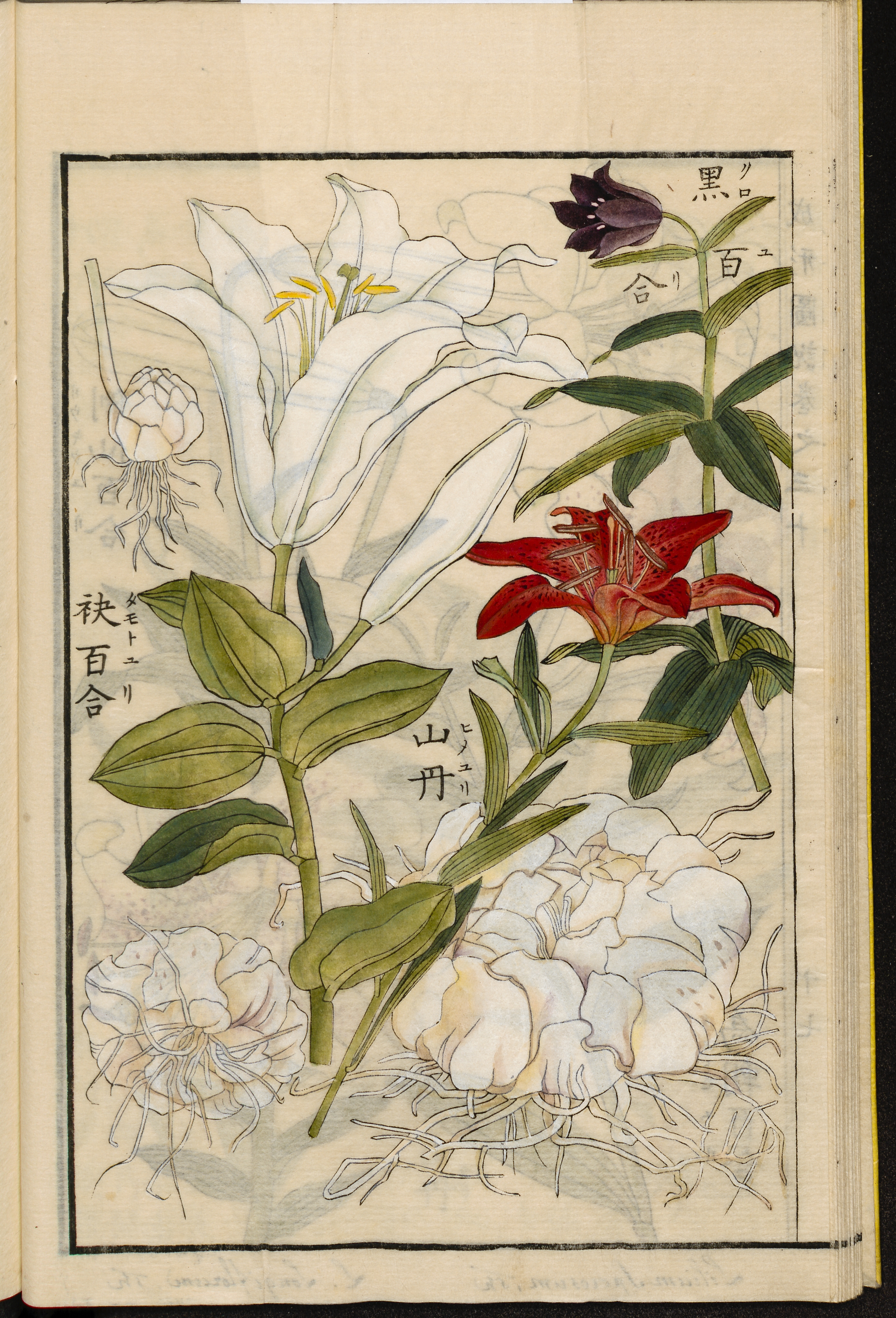 no full size  illustration available (3a)