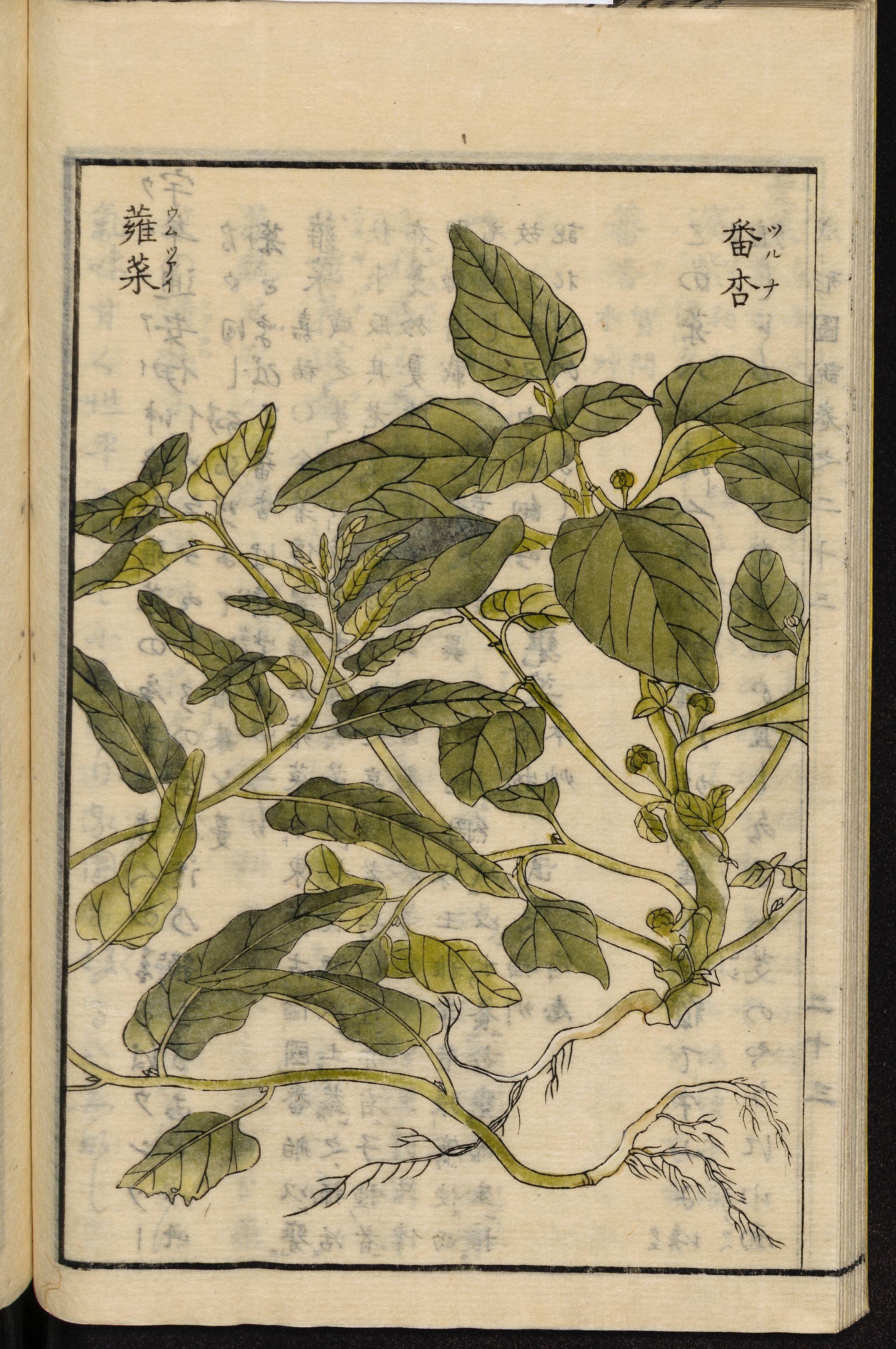 no full size  illustration available (3a)