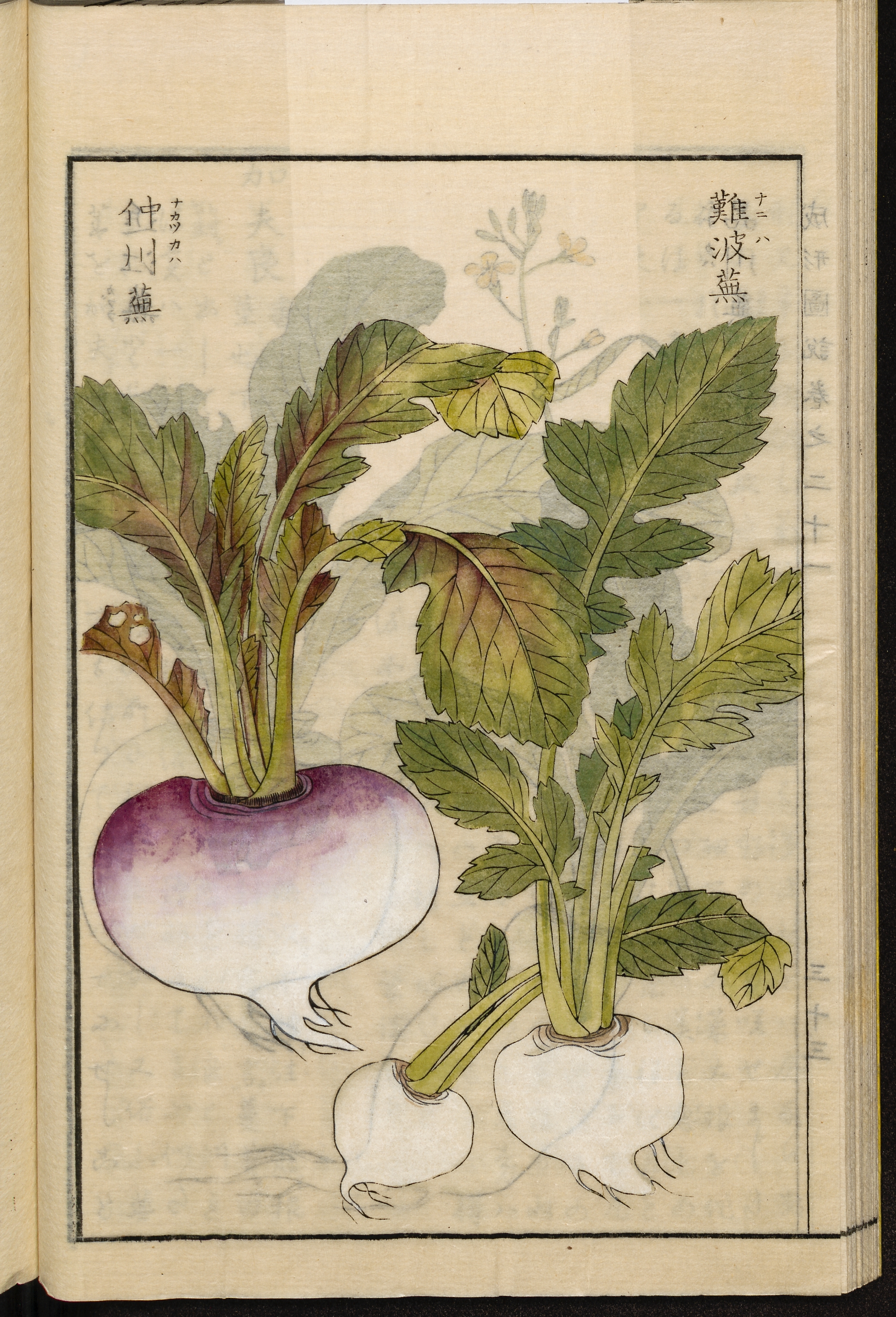 no full size  illustration available (3a)