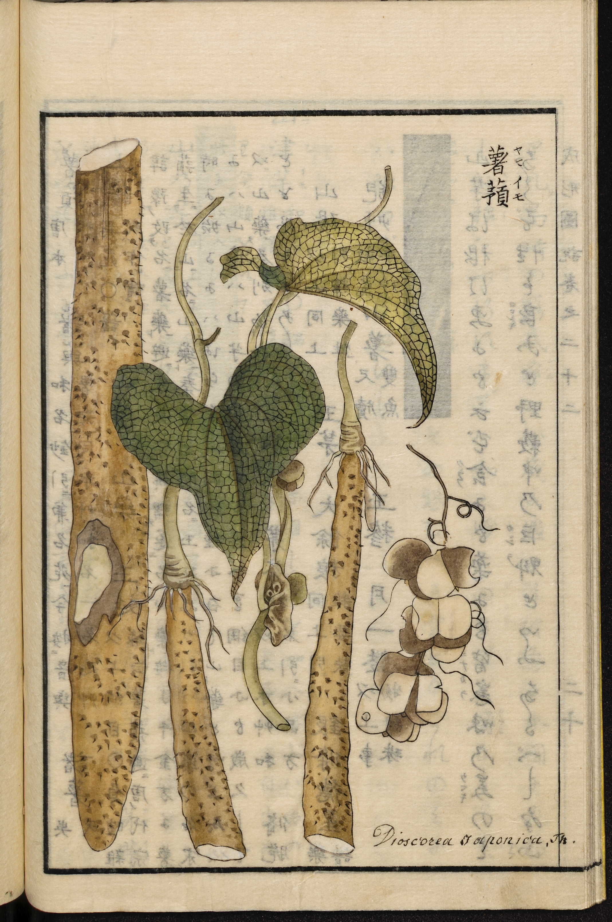 no full size  illustration available (3a)