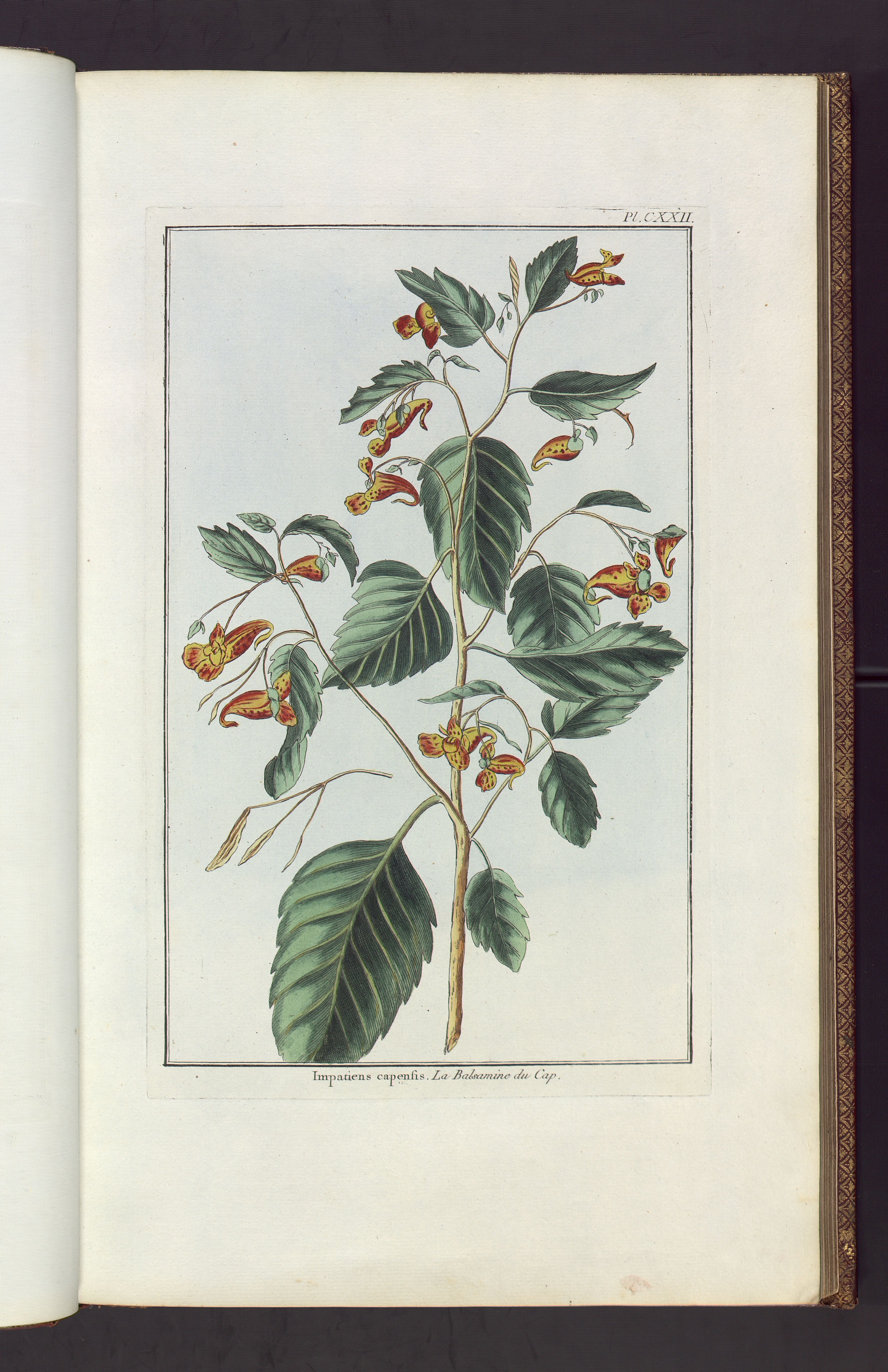 no full size  illustration available (3a)