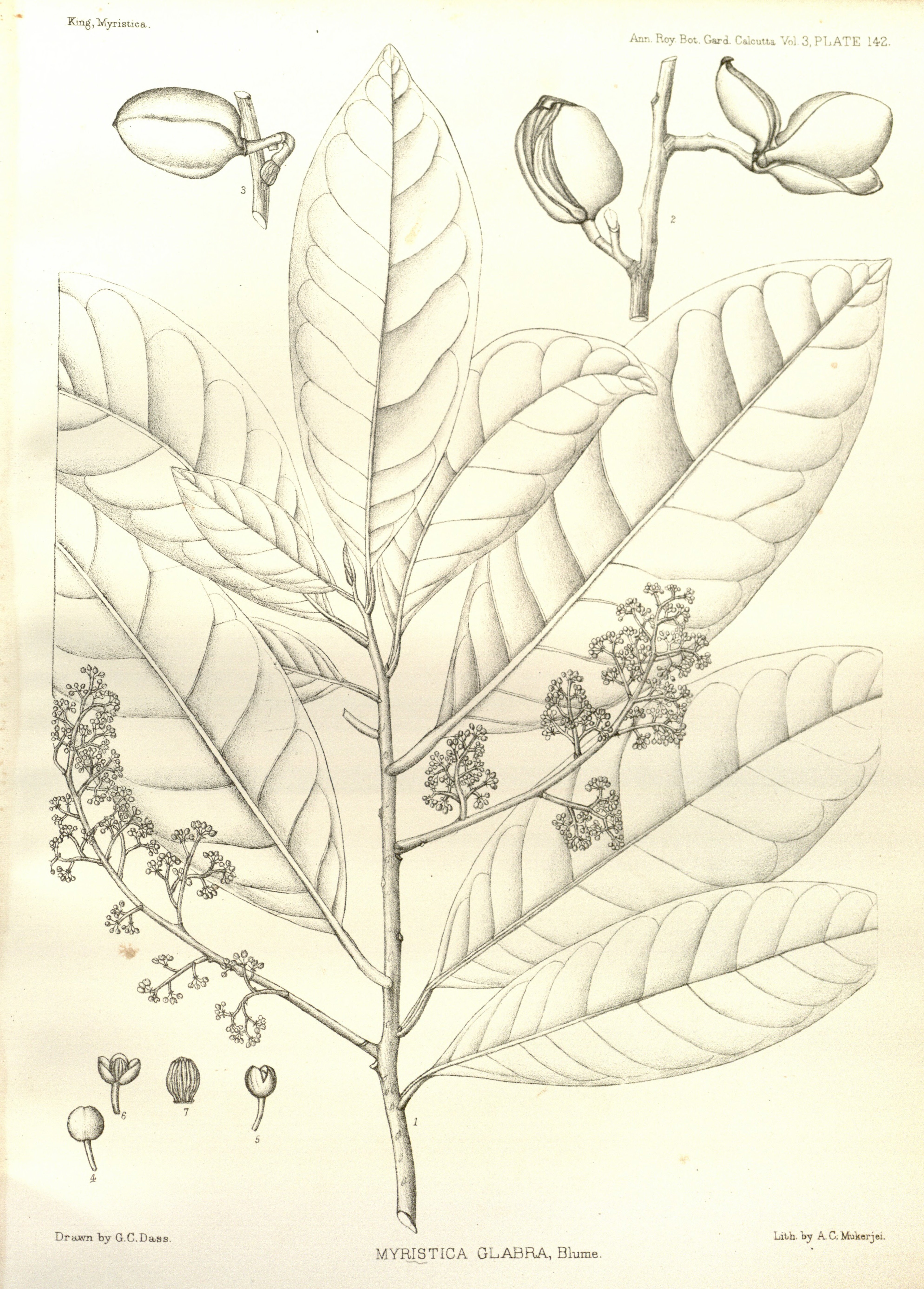 no full size  illustration available (3a)