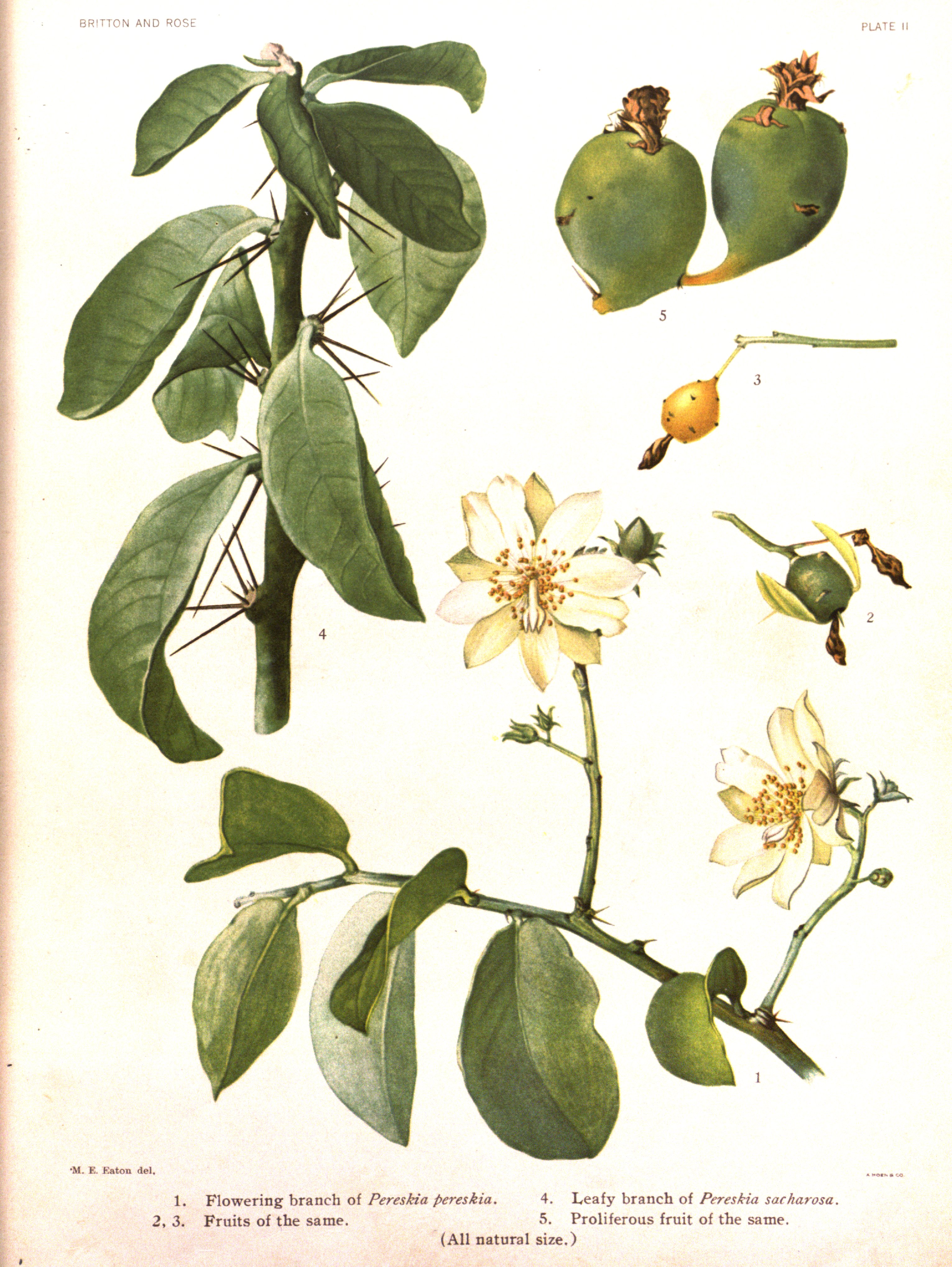 no full size  illustration available (3a)