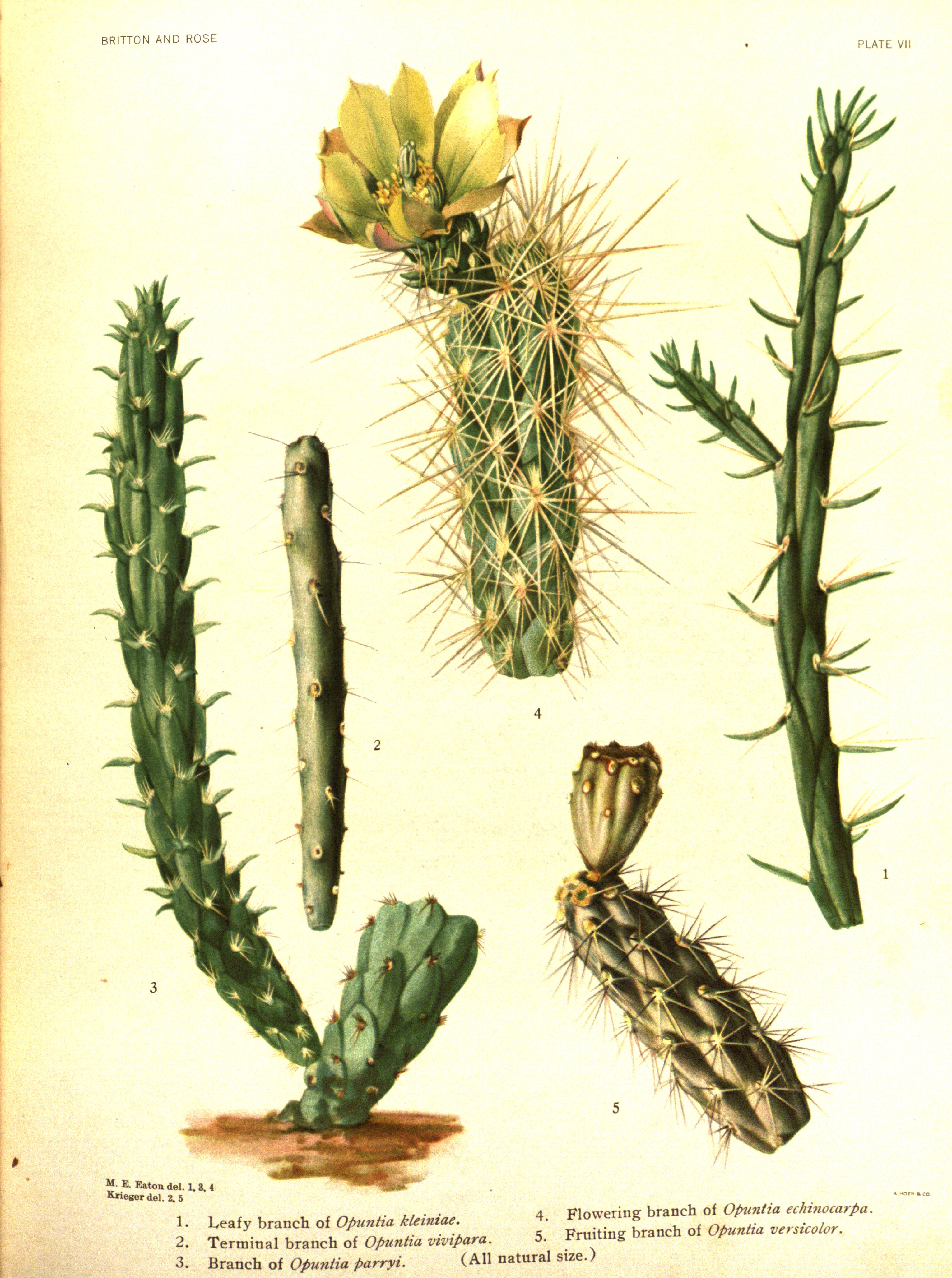 no full size  illustration available (3a)