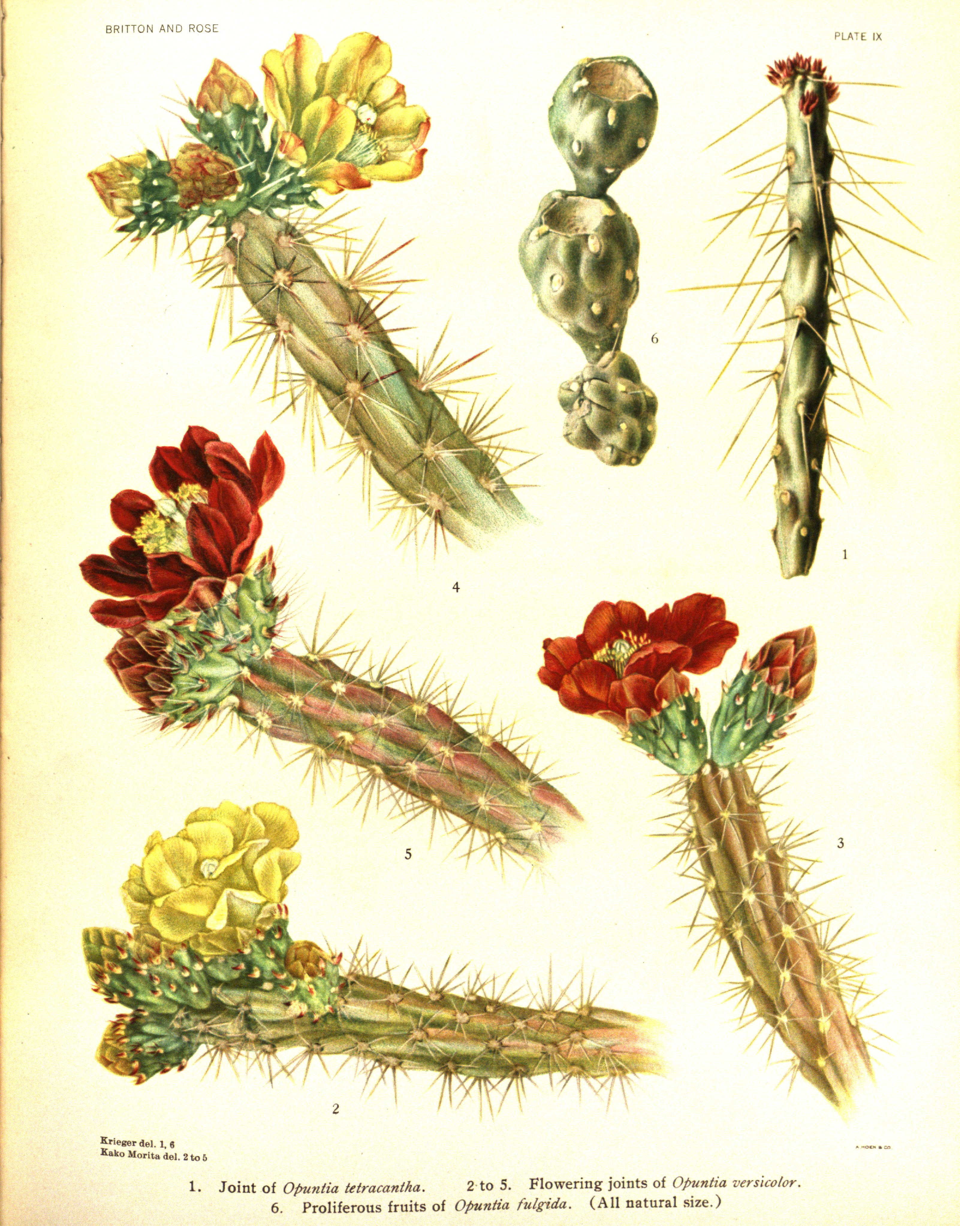 no full size  illustration available (3a)