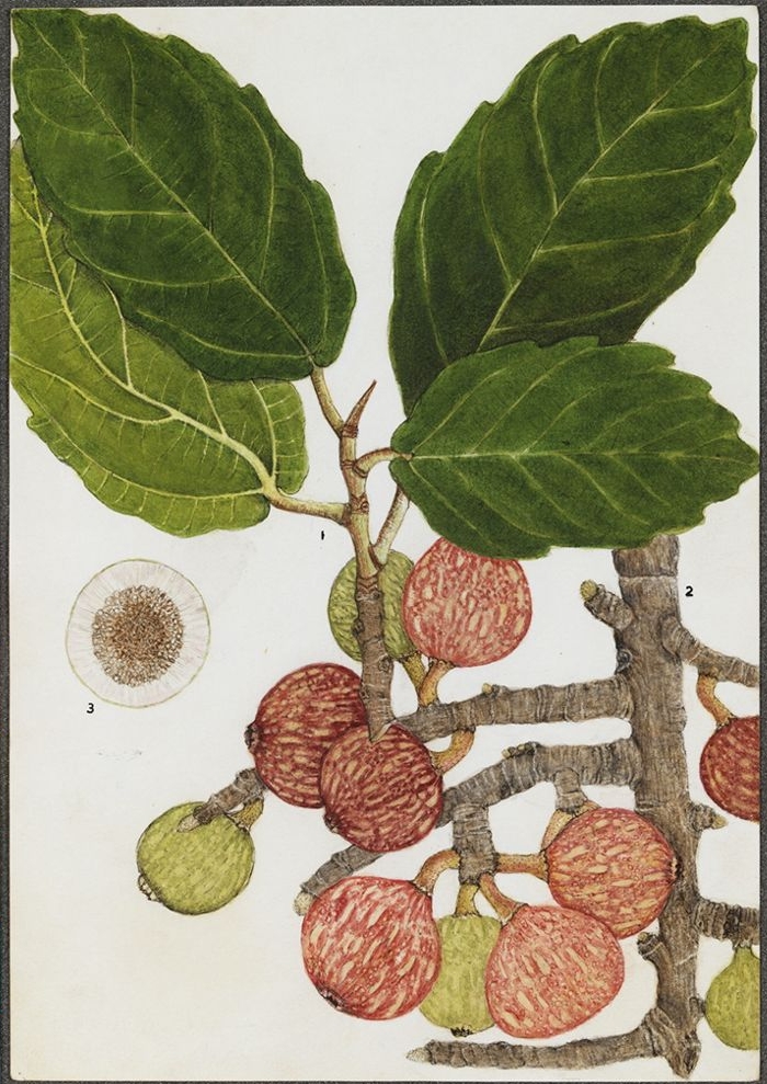 no full size  illustration available (3a)