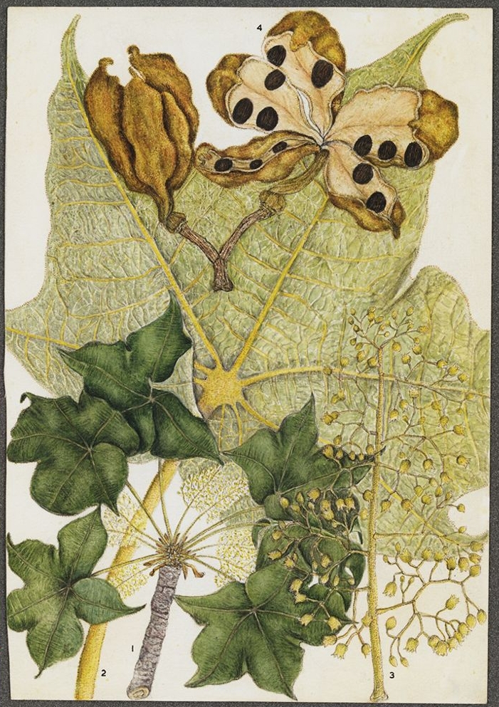 no full size  illustration available (3a)