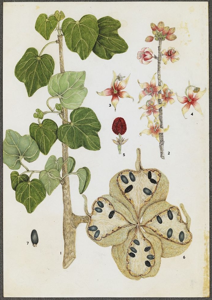 no full size  illustration available (3a)