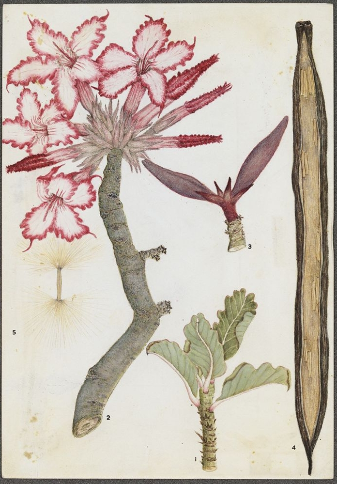 no full size  illustration available (3a)