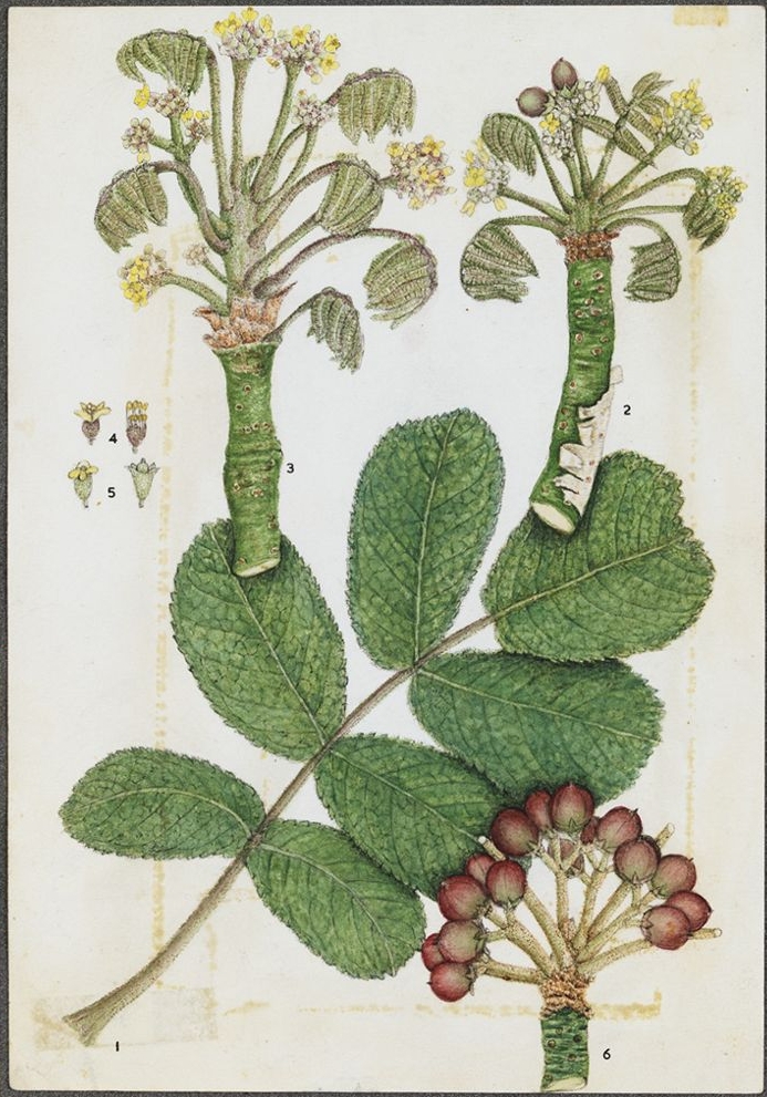 no full size  illustration available (3a)