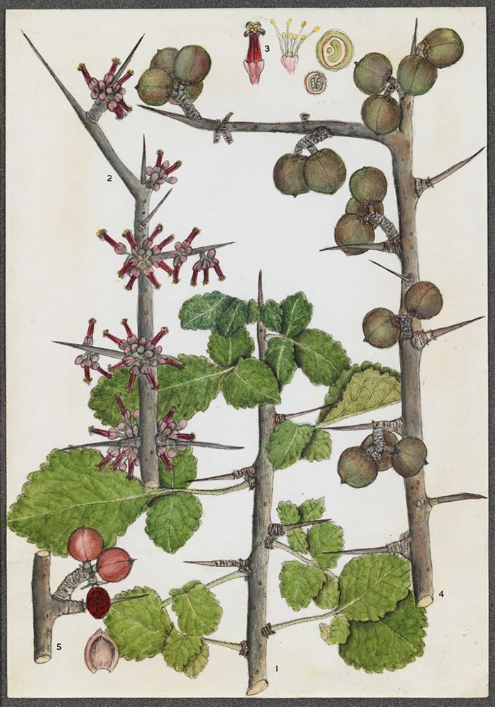 no full size  illustration available (3a)