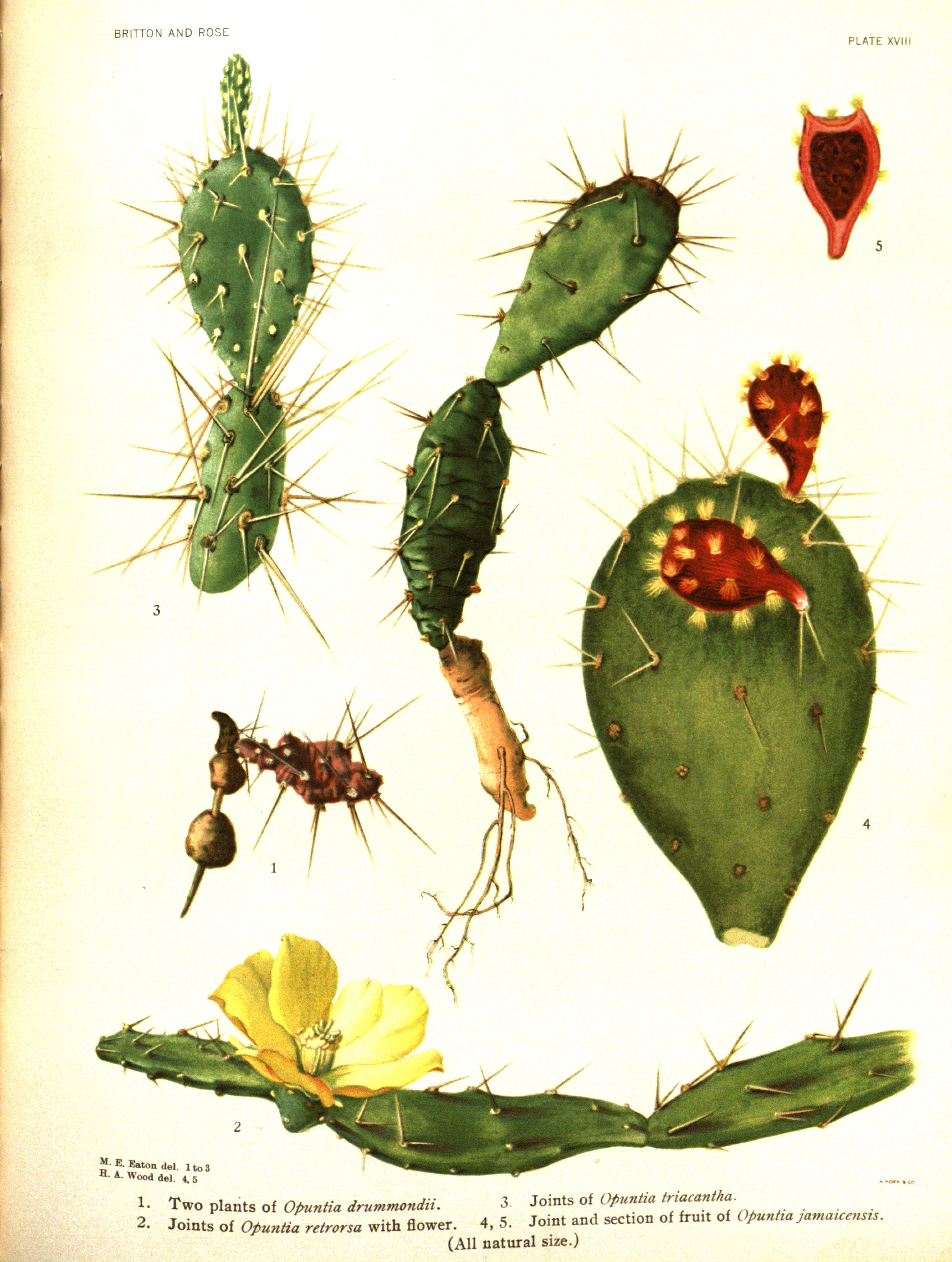 no full size  illustration available (3a)