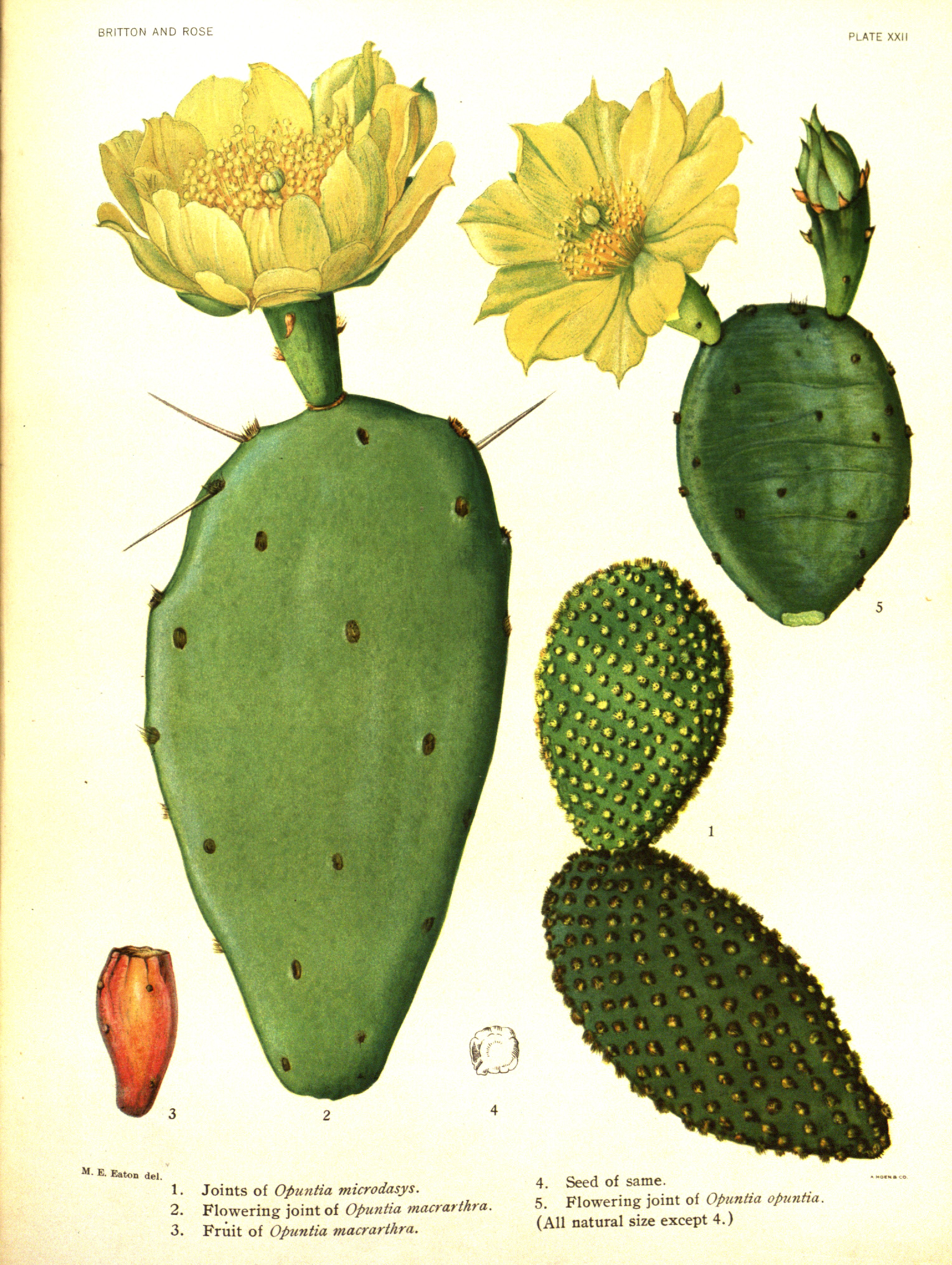 no full size  illustration available (3a)