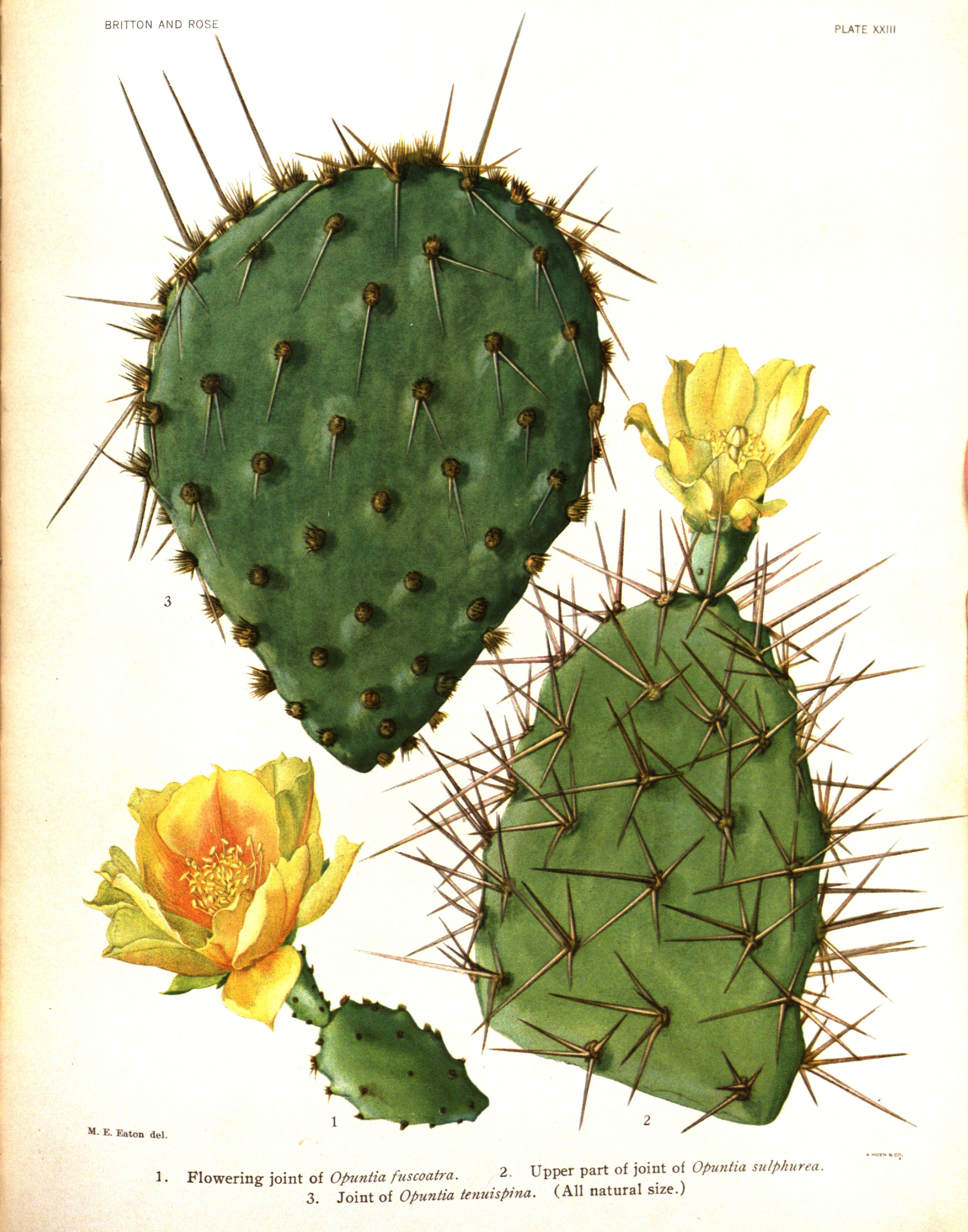 no full size  illustration available (3a)