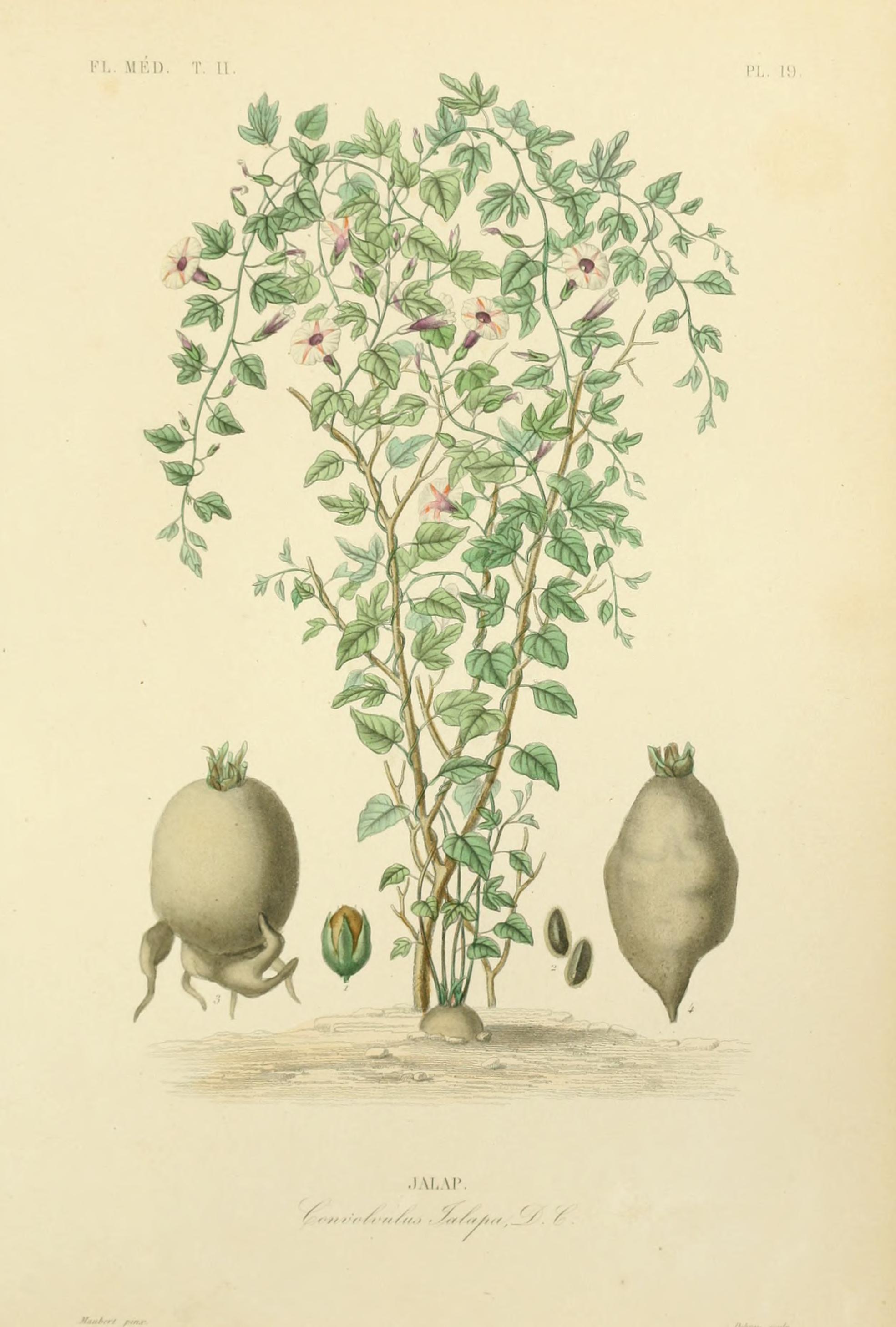 no full size  illustration available (3a)