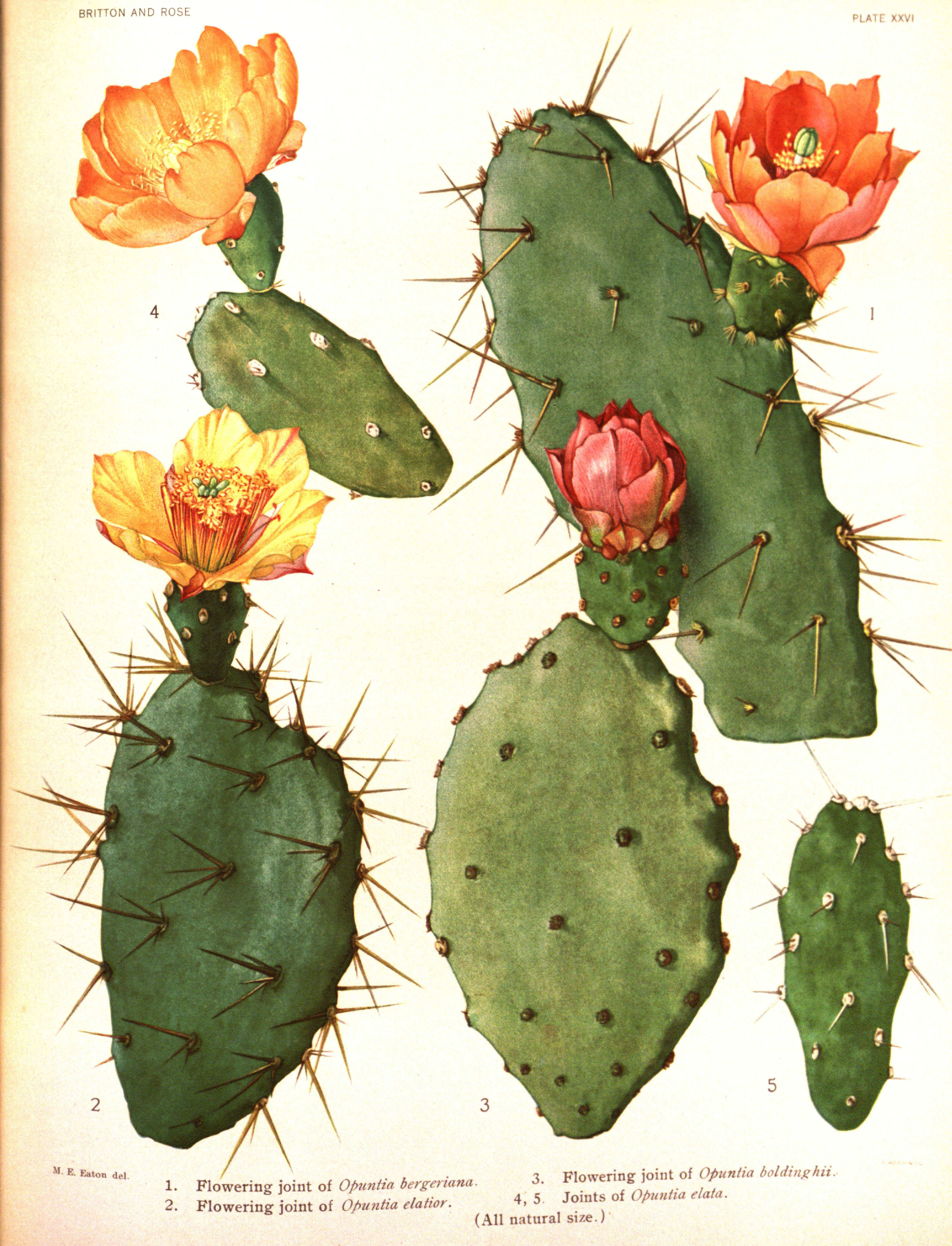 no full size  illustration available (3a)