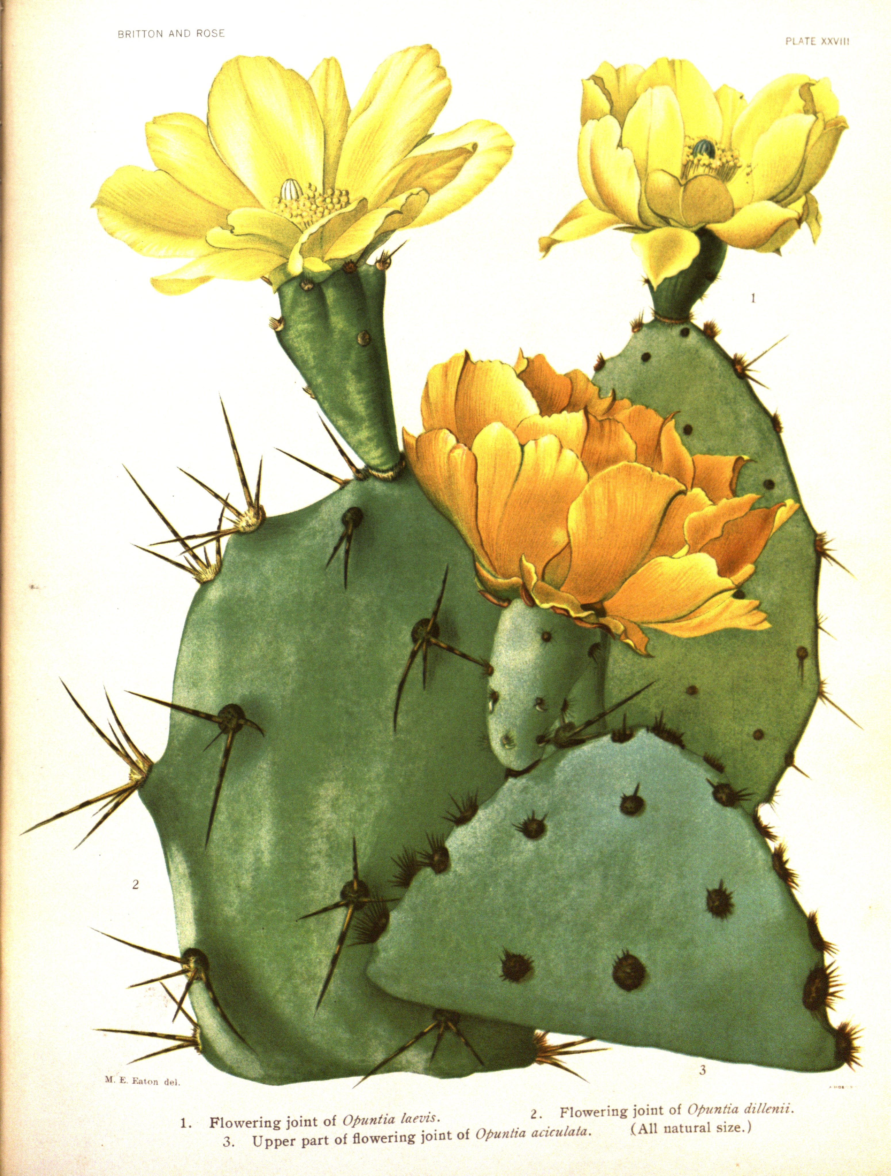 no full size  illustration available (3a)