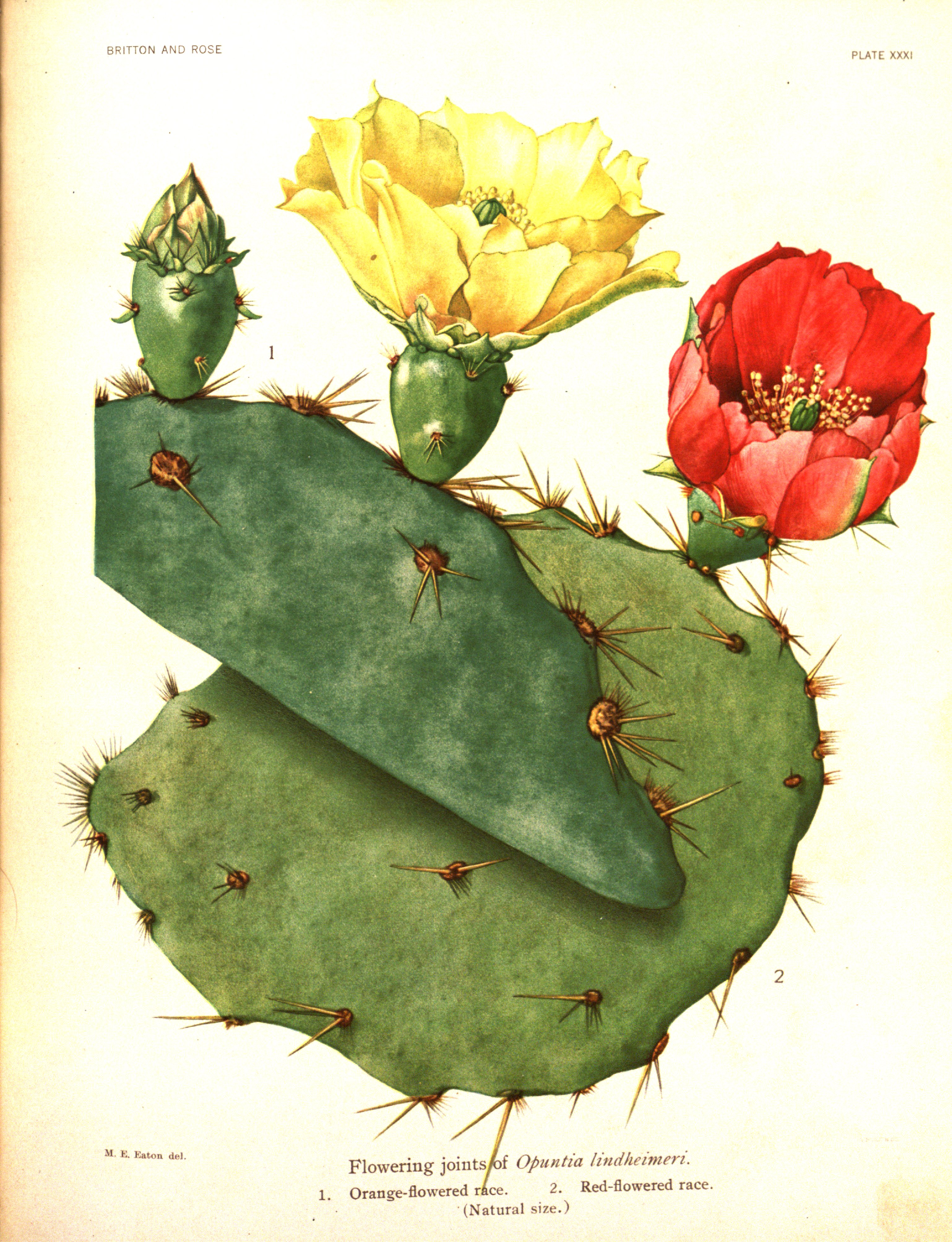 no full size  illustration available (3a)