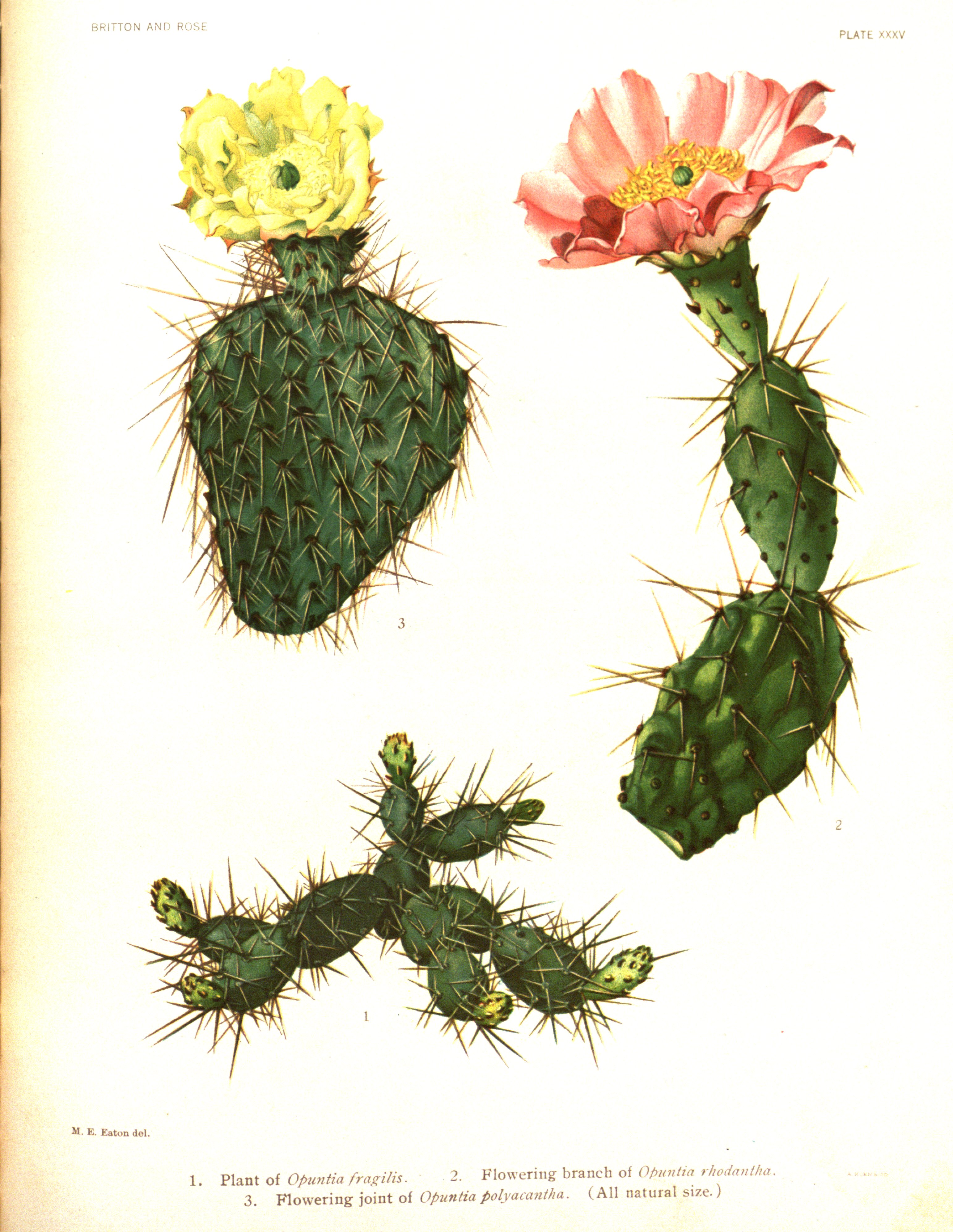 no full size  illustration available (3a)