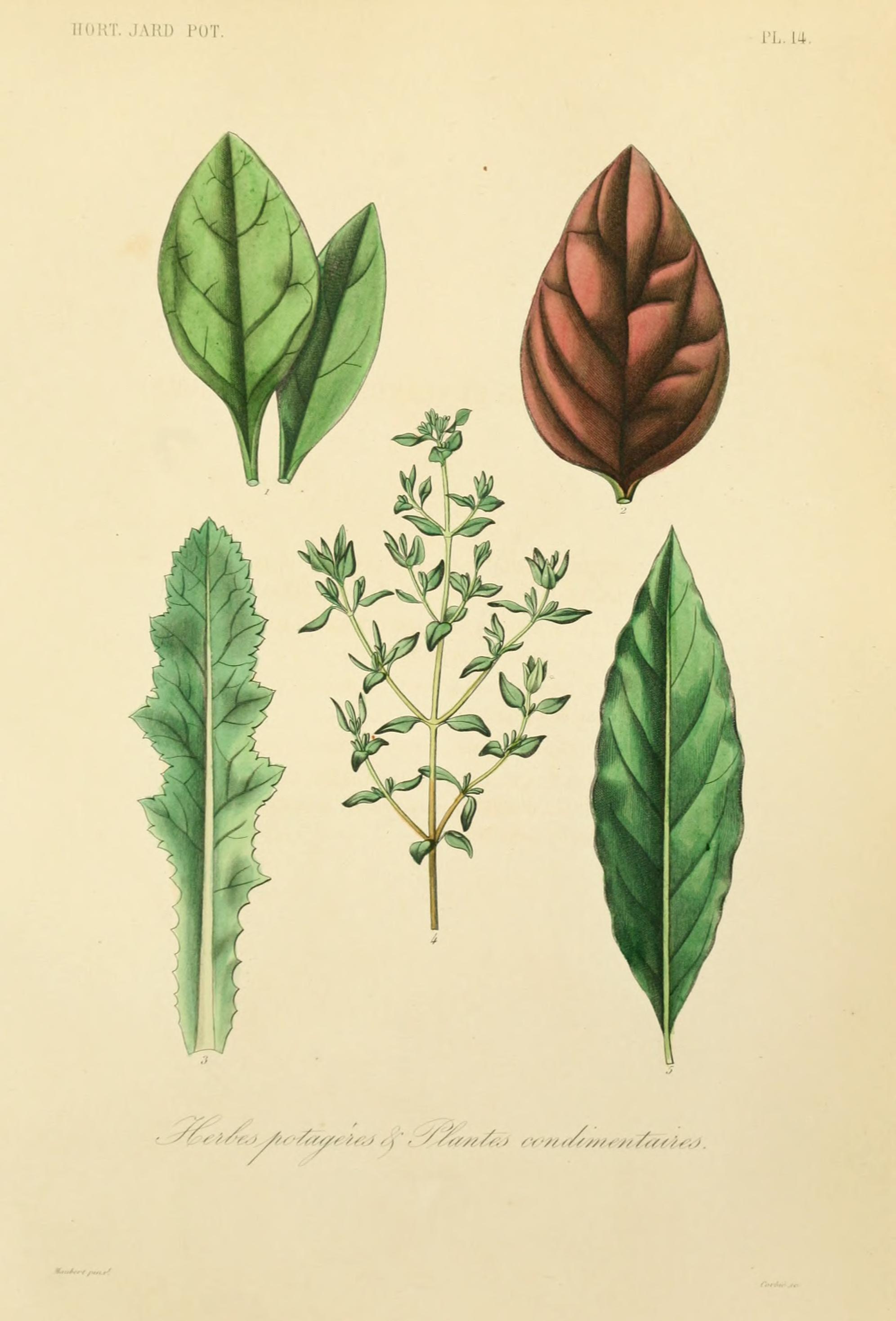 no full size  illustration available (3a)