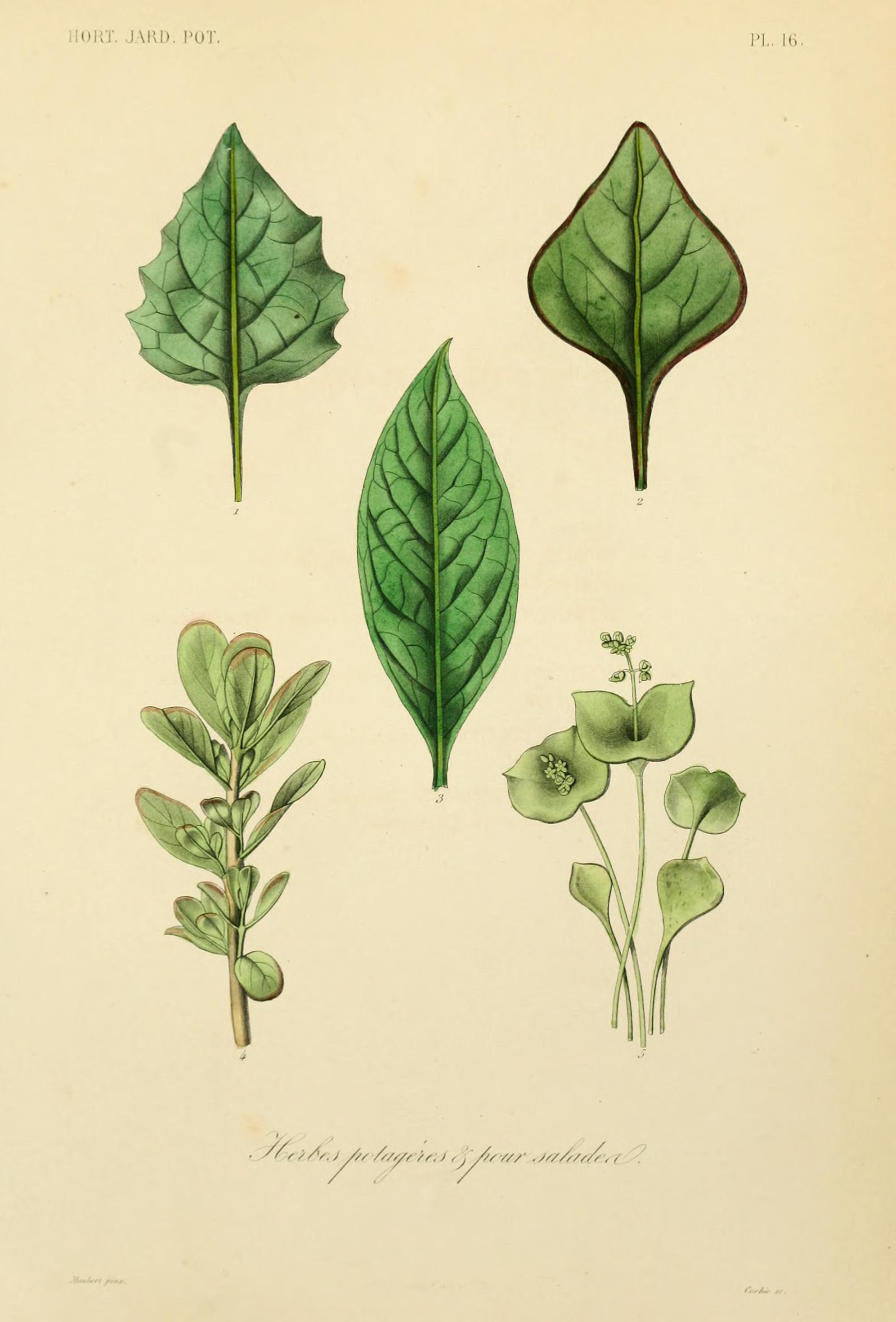 no full size  illustration available (3a)