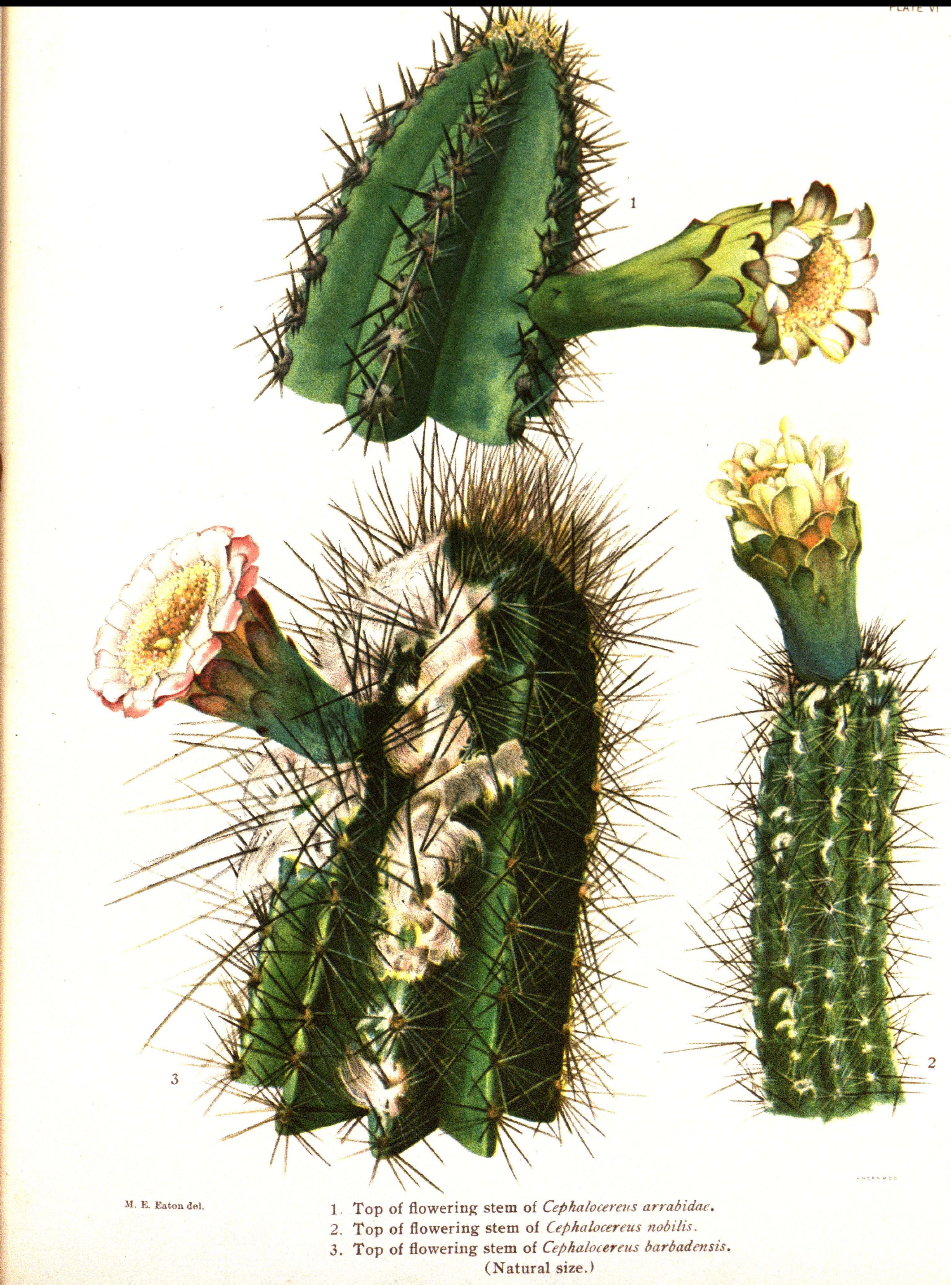 no full size  illustration available (3a)