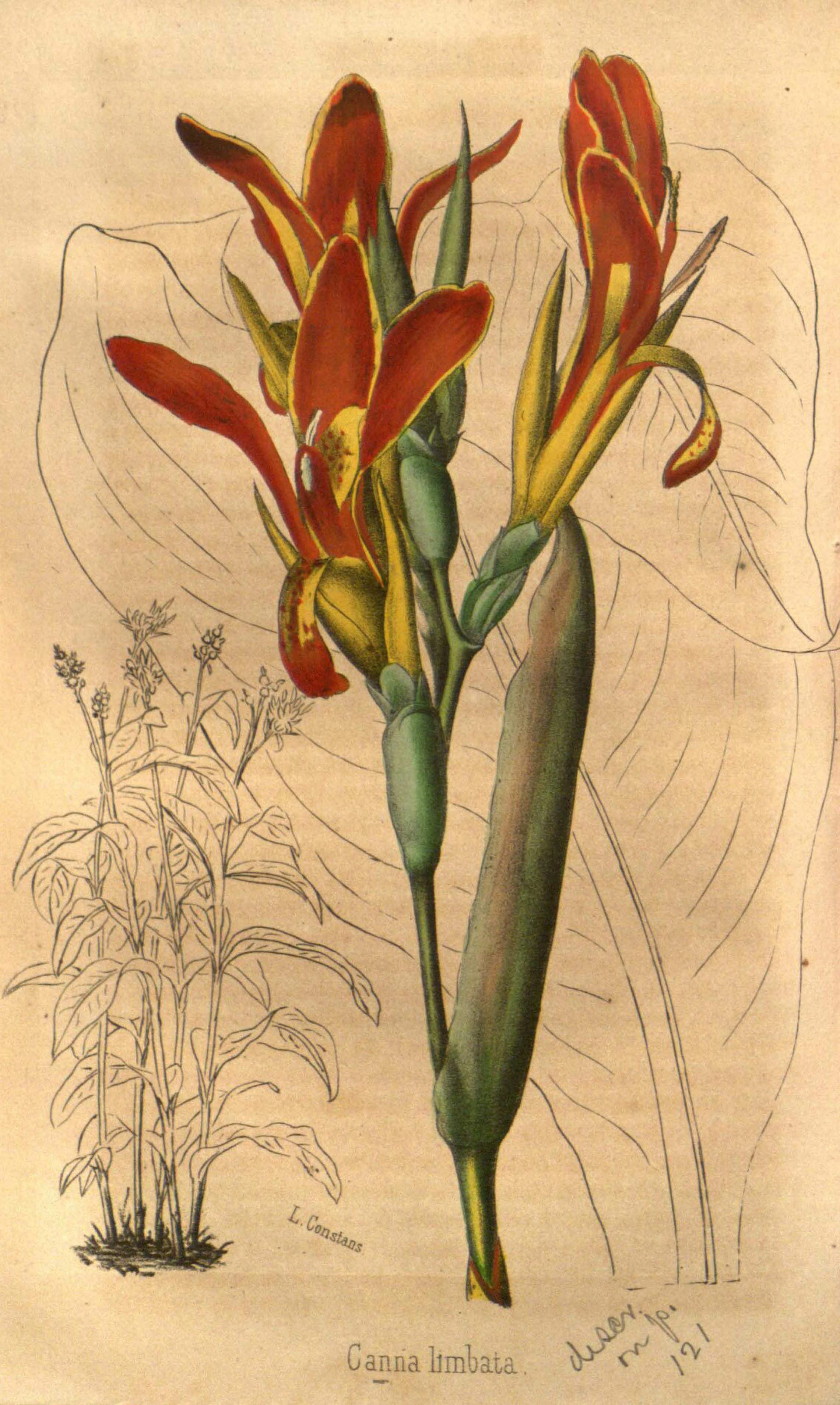 no full size  illustration available (3a)