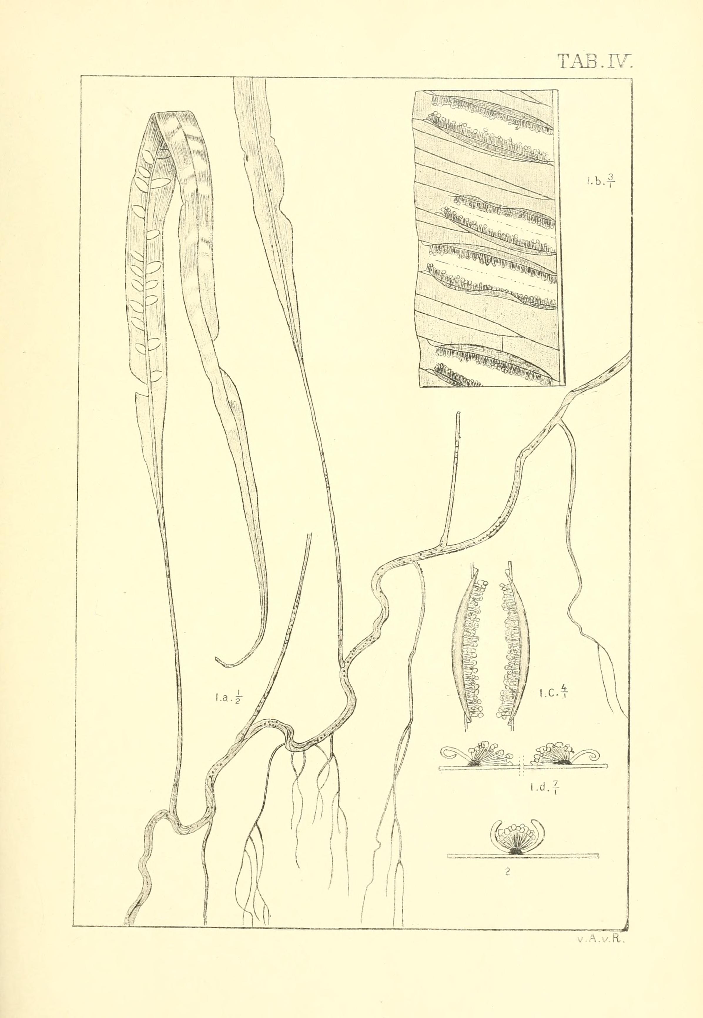 no full size  illustration available (3a)