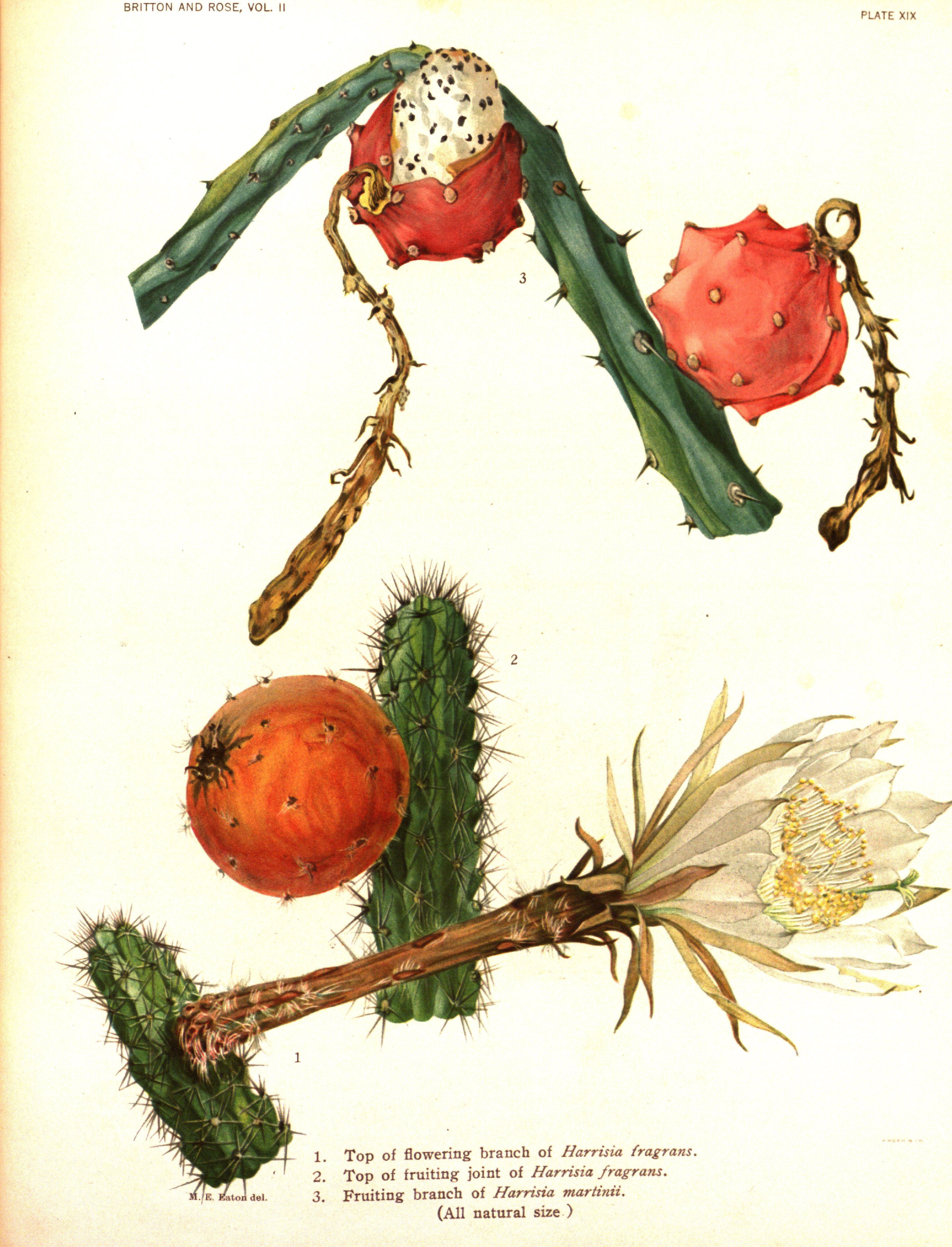 no full size  illustration available (3a)