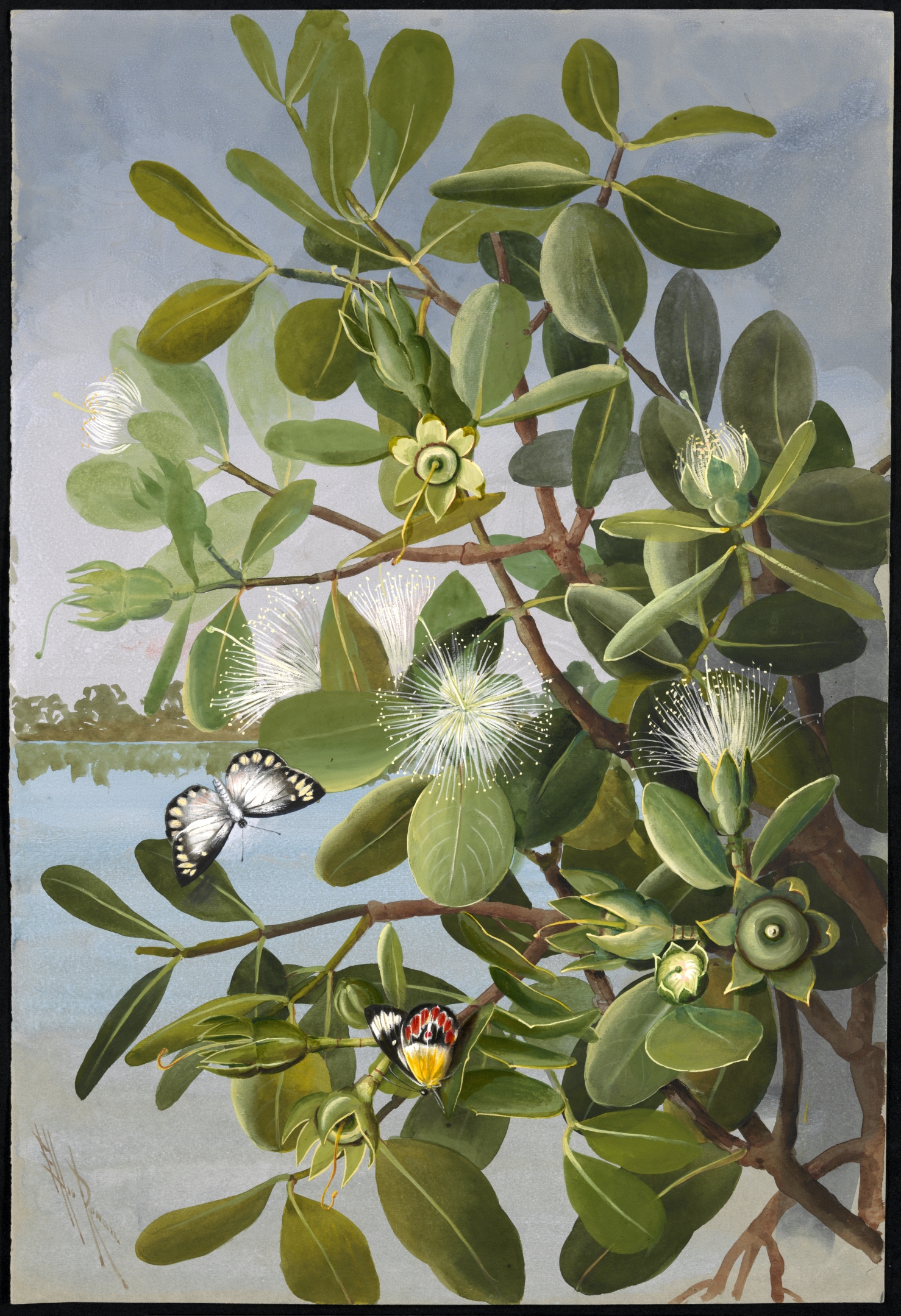 no full size  illustration available (3a)