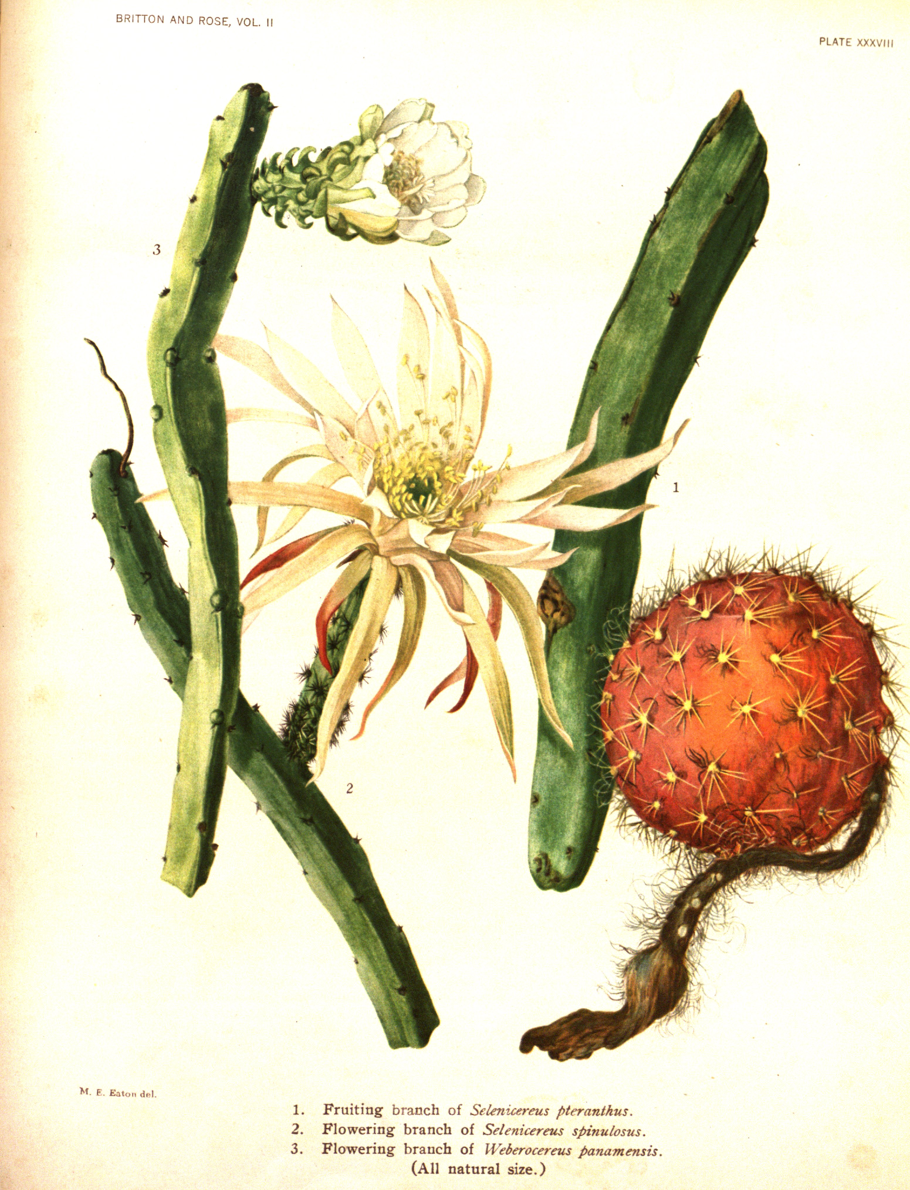 no full size  illustration available (3a)