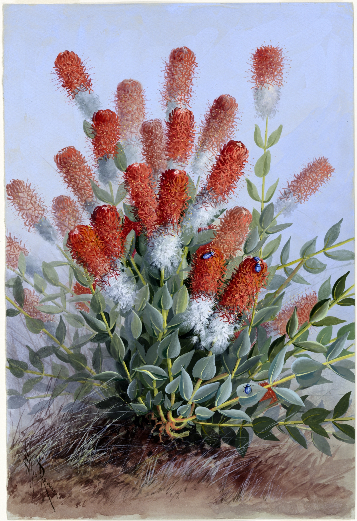 no full size  illustration available (3a)