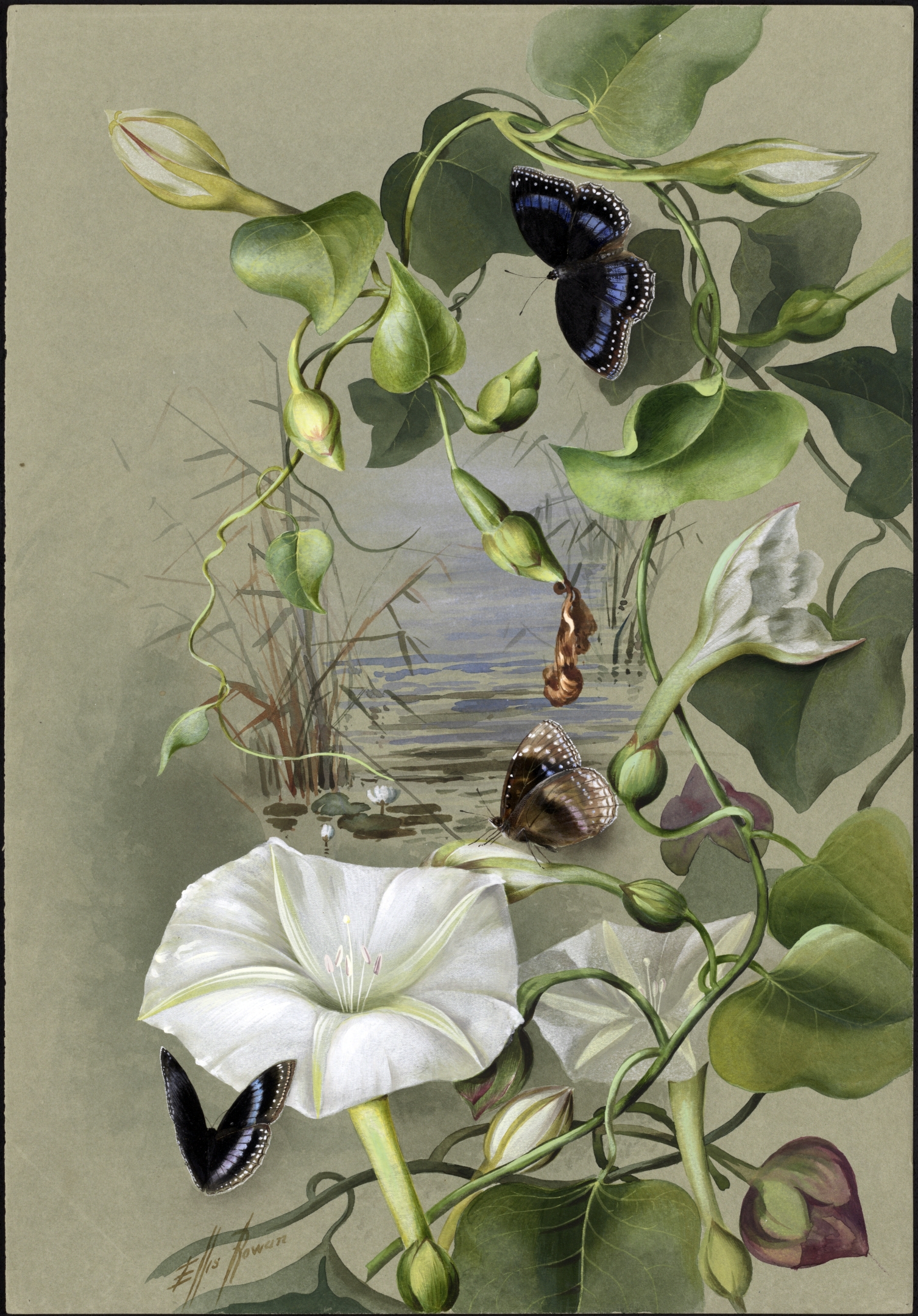 no full size  illustration available (3a)