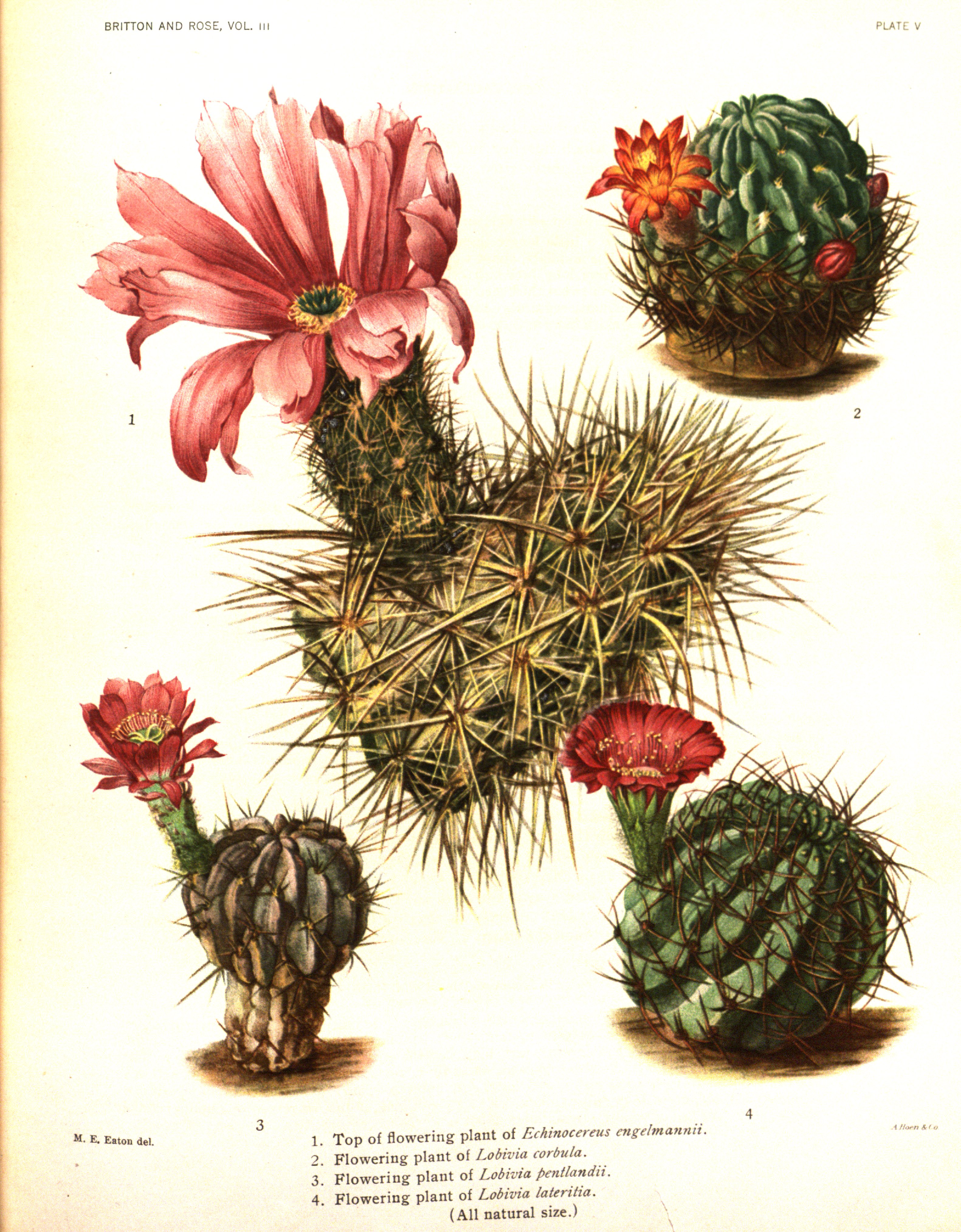 no full size  illustration available (3a)